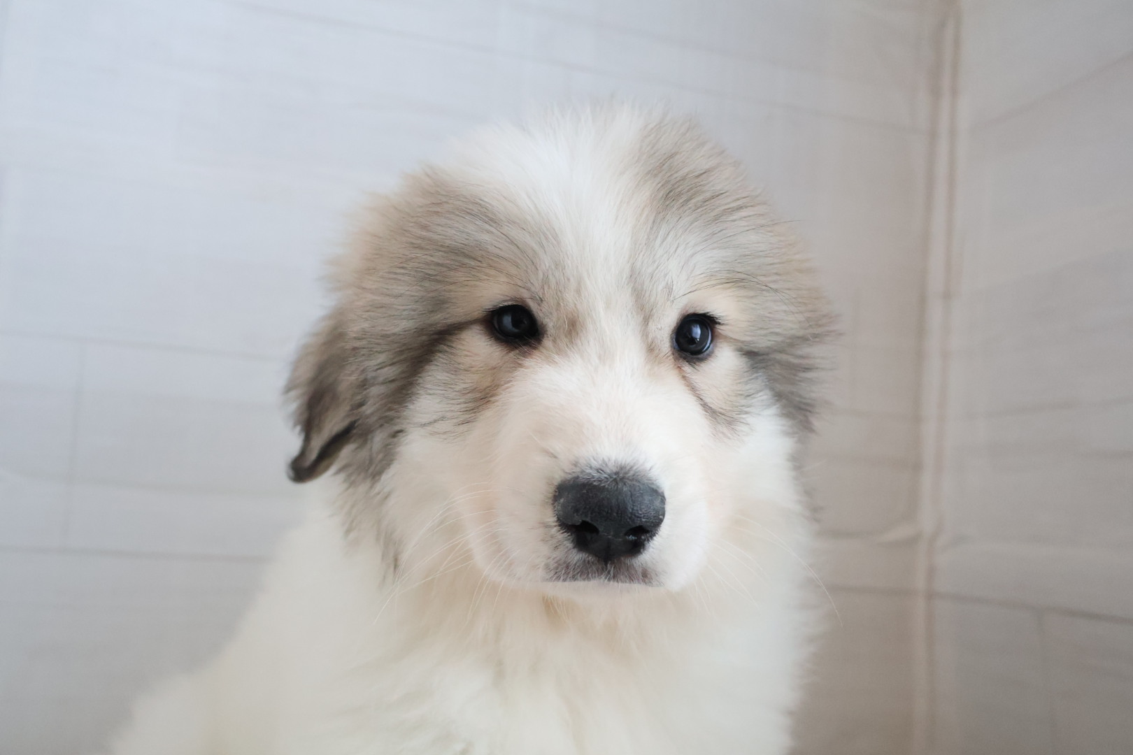 グレートピレニーズ ホワイトバッジャーマーキングの子犬｜宮崎 | ペッツメイトイオン都城店