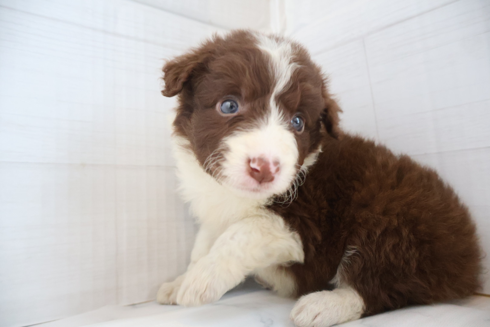 ボーダーコリー チョコレートホワイトの子犬｜佐賀 |ペッツメイト佐賀店