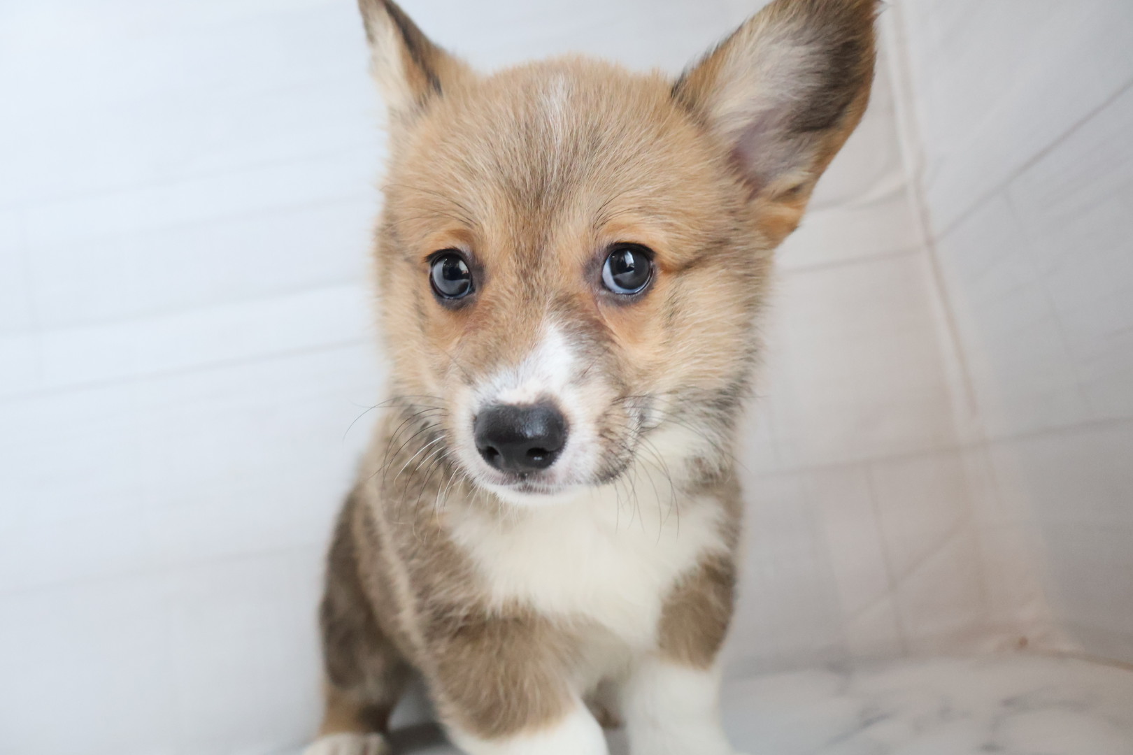 ウェルシュコーギー・ペンブローク レッドホワイトの子犬｜佐賀 | ペッツメイトモラージュ佐賀店