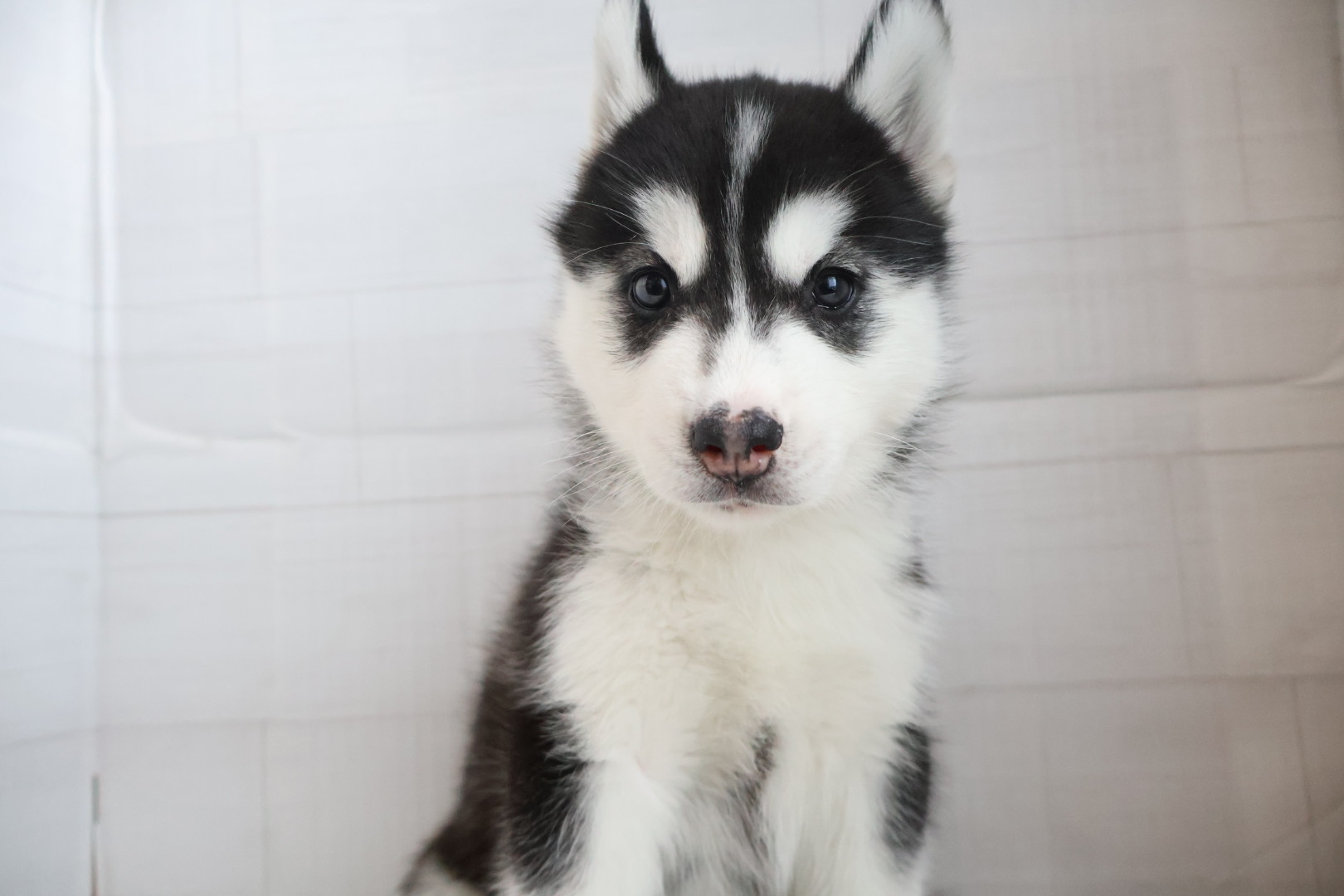 シベリアンハスキー ブラックホワイトの子犬｜佐賀 |ペッツメイト佐賀店