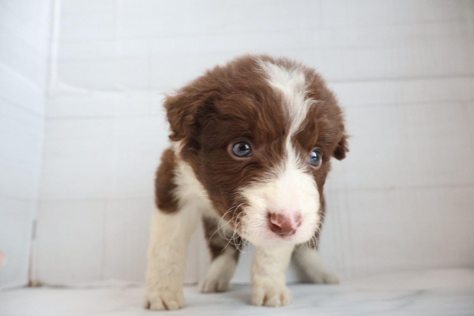ボーダーコリー チョコレートホワイトの子犬｜佐賀 |ペッツメイト佐賀店