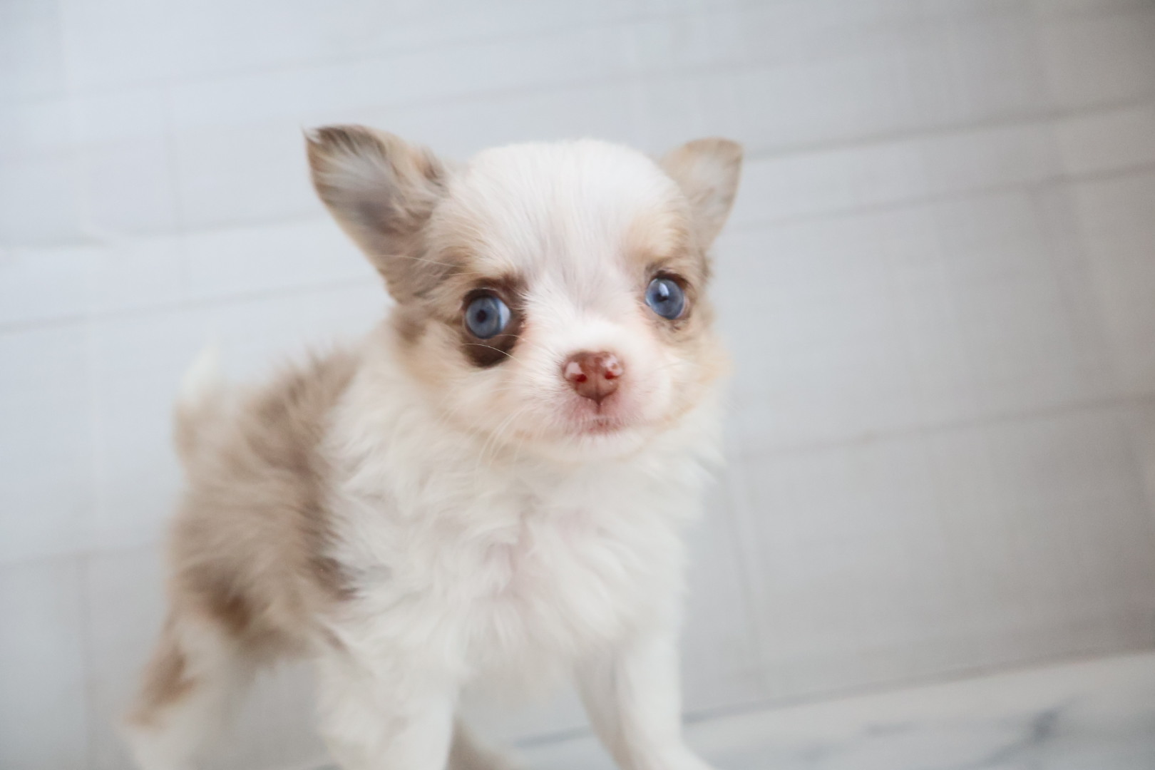 ロングコートチワワ チョコレートマールホワイトの子犬｜福岡 |ペッツメイトイオン小郡店