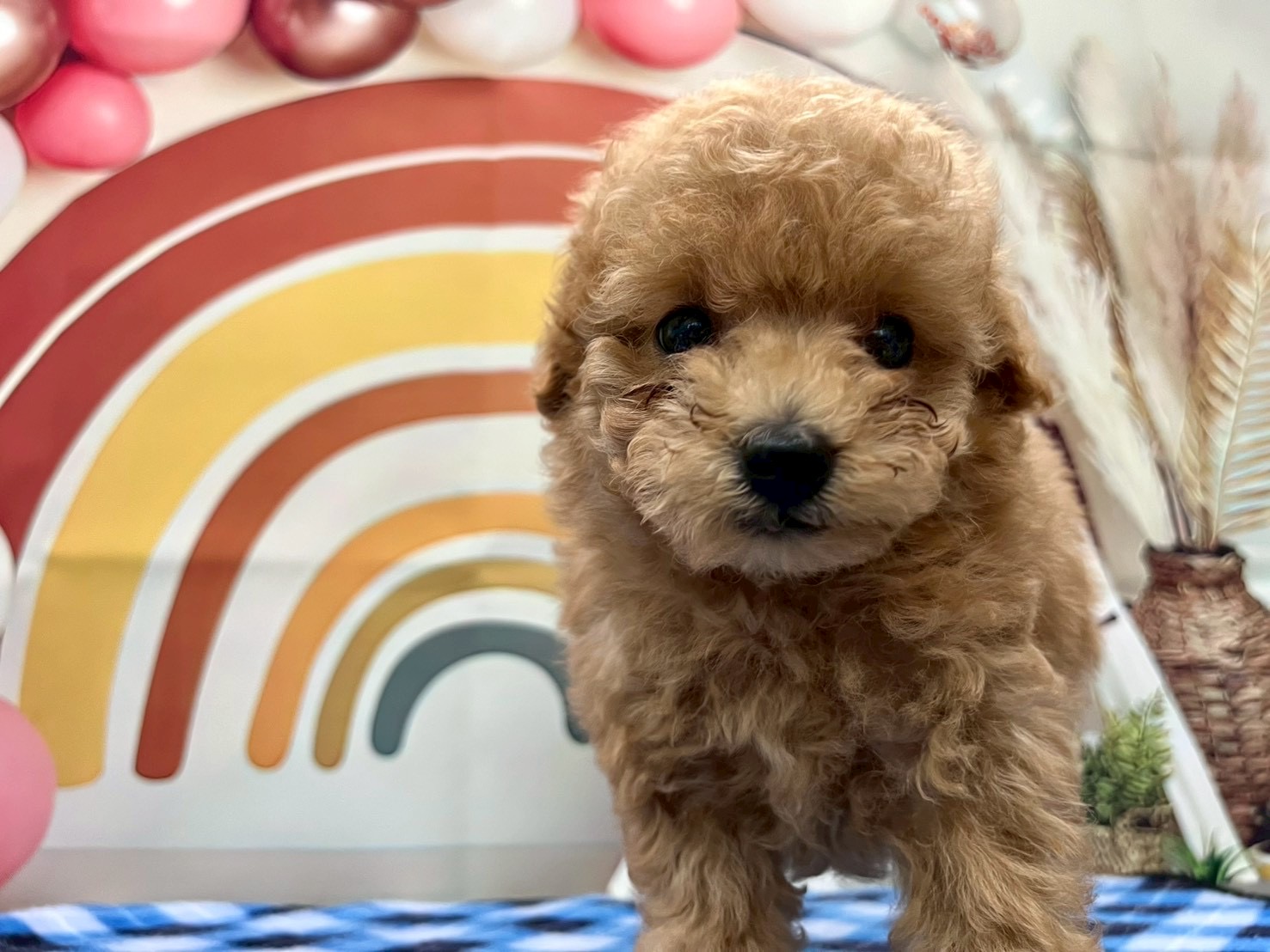 トイプードル アプリコットの子犬｜福岡 |ペットアミ筑後店