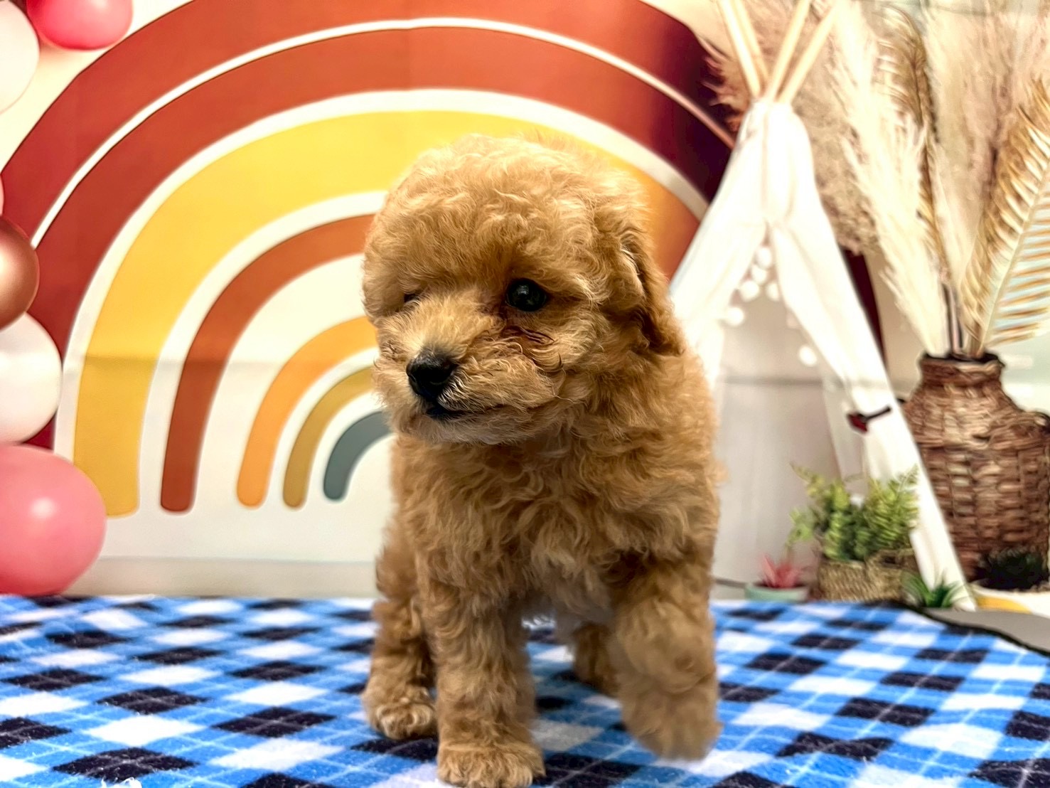 トイプードル アプリコットの子犬｜福岡 |ペットアミ筑後店