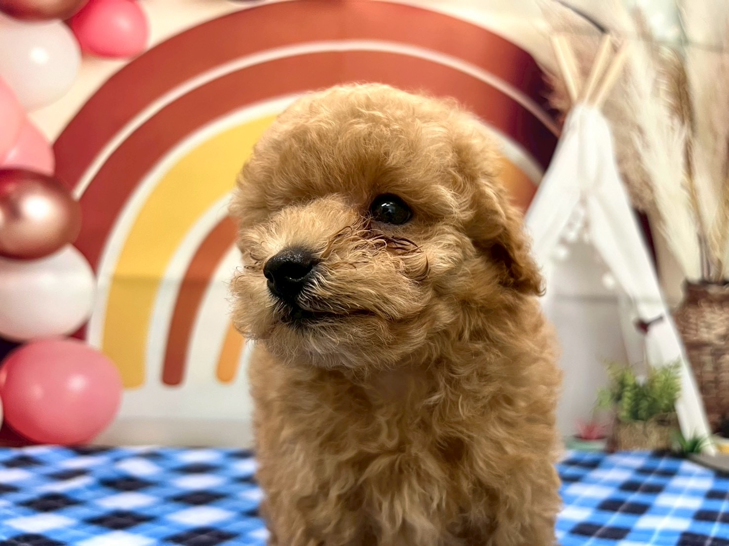 トイプードル アプリコットの子犬｜福岡 |ペットアミ筑後店