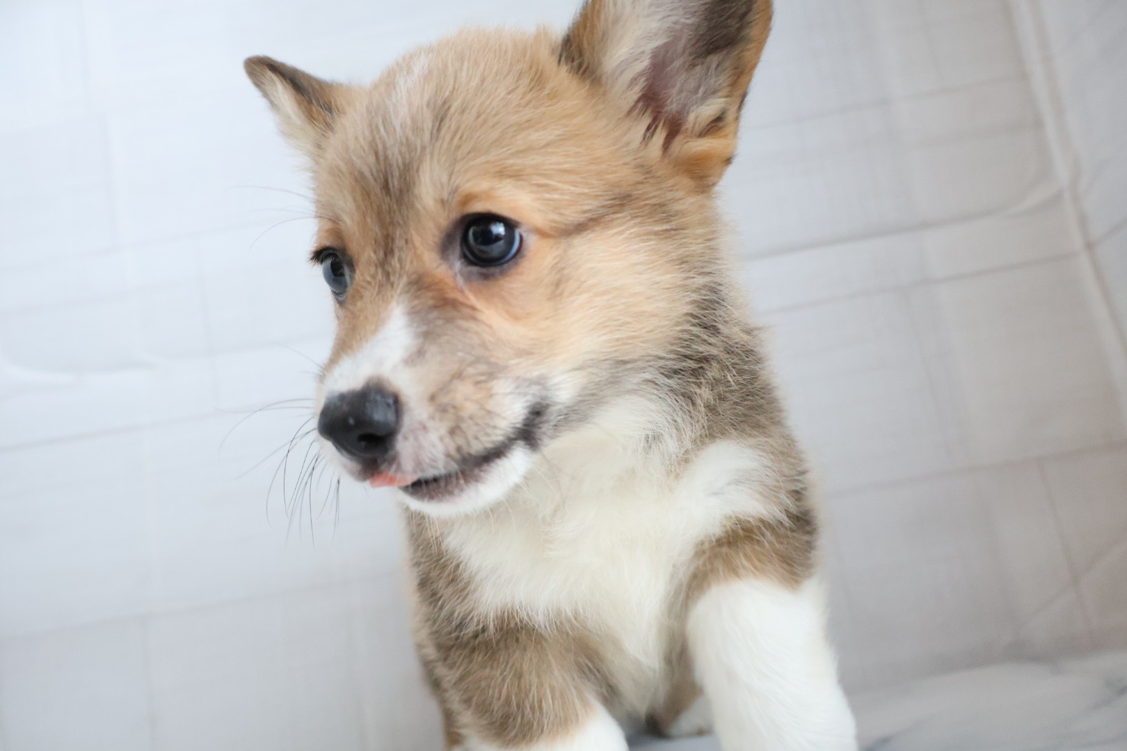 ウェルシュコーギー・ペンブローク レッドホワイトの子犬｜佐賀 | ペッツメイトモラージュ佐賀店