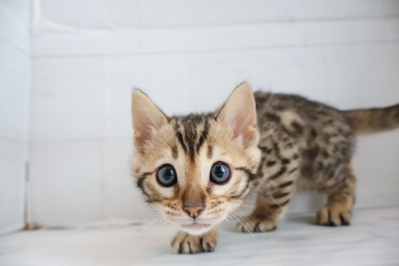 ベンガル ブラウンスポットタビーの子猫｜佐賀 |ペッツメイト佐賀店