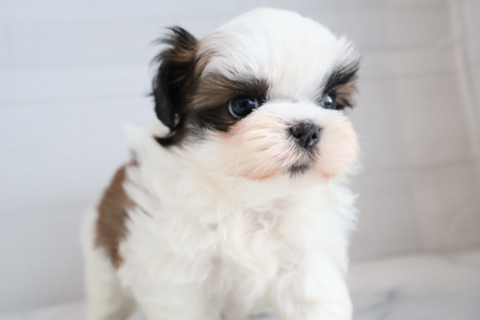 シーズー ゴールドホワイトの子犬｜福岡 |ペッツメイトイオン乙金店