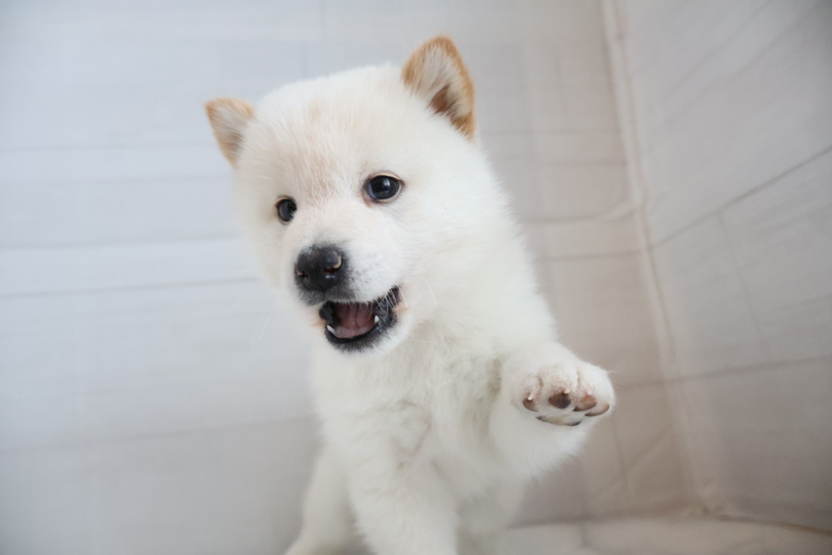豆柴 白の子犬｜佐賀 | ペッツメイトモラージュ佐賀店