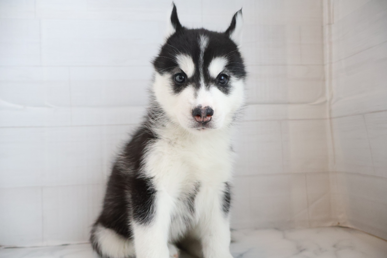シベリアンハスキー ブラックホワイトの子犬｜佐賀 |ペッツメイト佐賀店