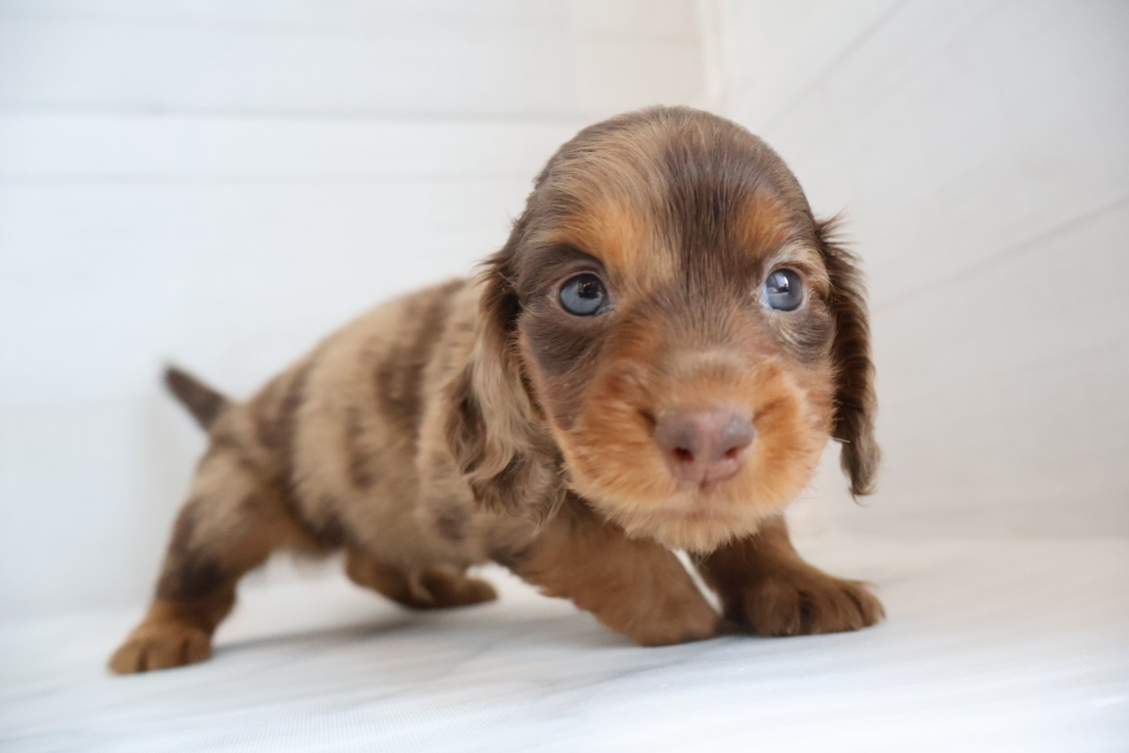 ミニチュアダックスフンド チョコレートダップルの子犬｜宮崎 | ペッツメイト宮交シティ店