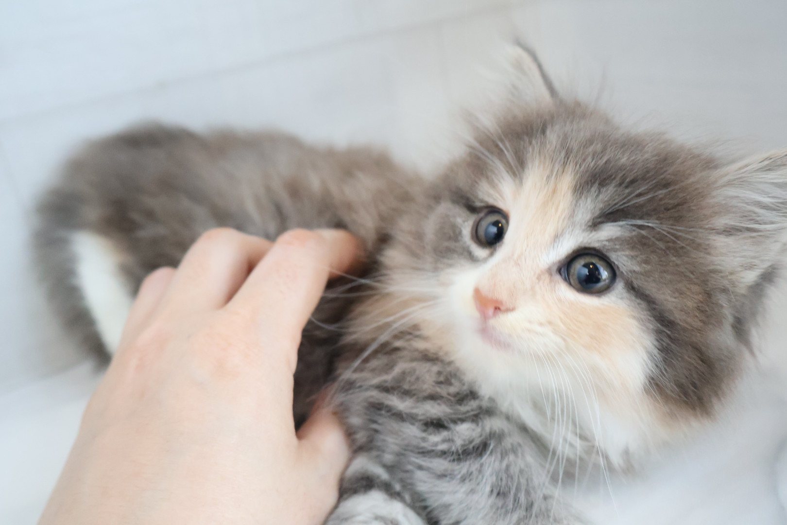 ノルウェージャンフォレストキャット ブルーパッチドタビーホワイトの子猫｜福岡 | ペッツメイト天神大名店