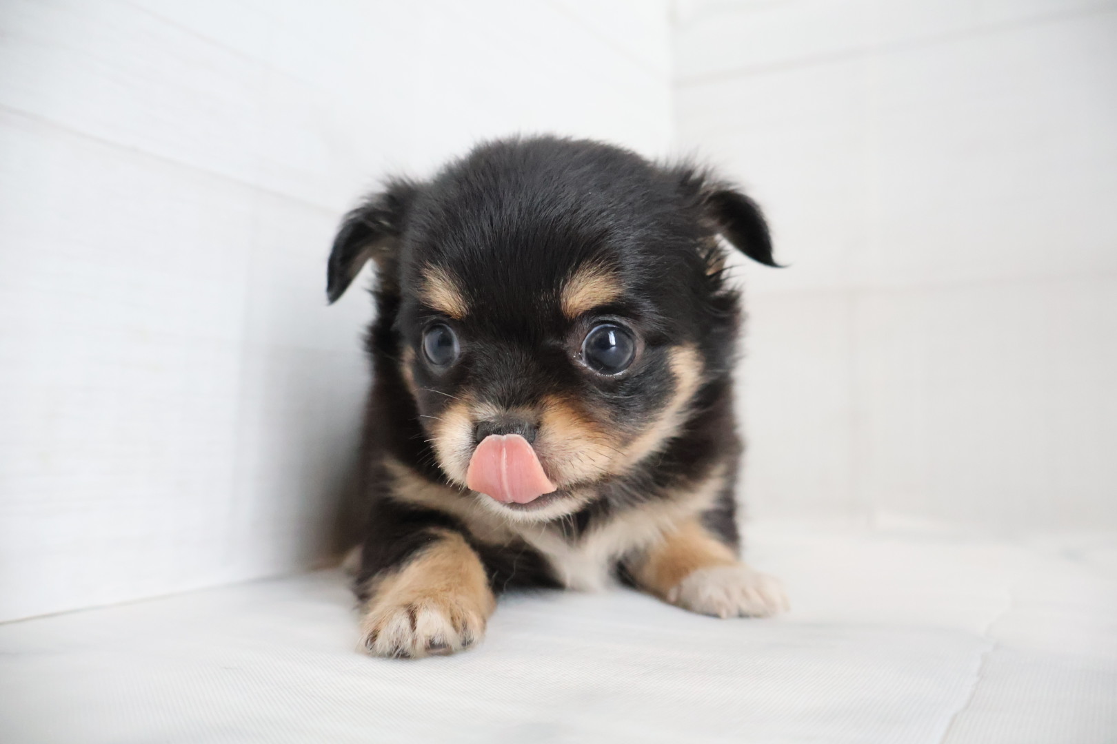 ロングコートチワワ ブラックタンホワイトの子犬｜福岡 |ペットアミ須恵店