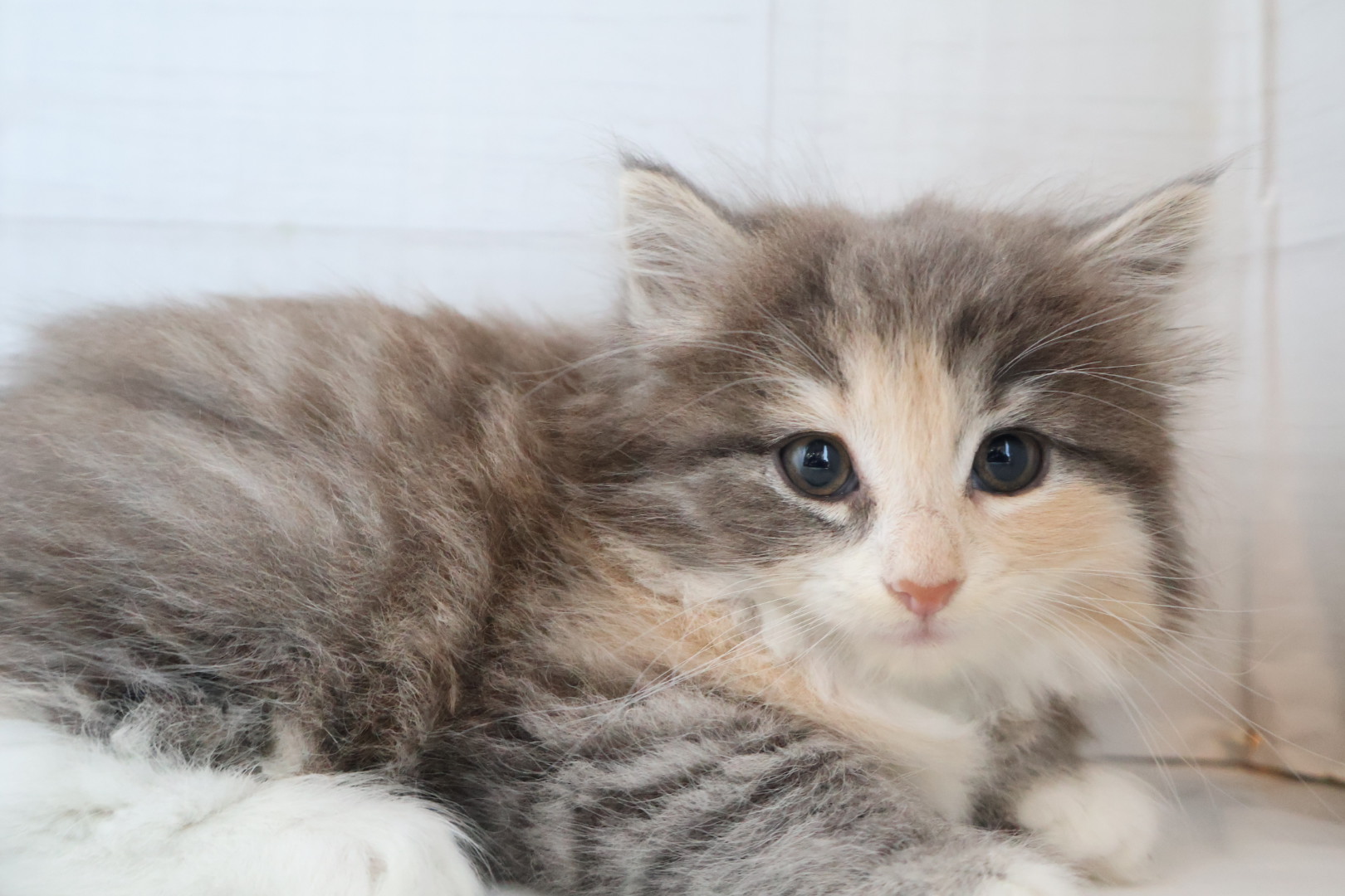 ノルウェージャンフォレストキャット ブルーパッチドタビーホワイトの子猫｜福岡 | ペッツメイト天神大名店