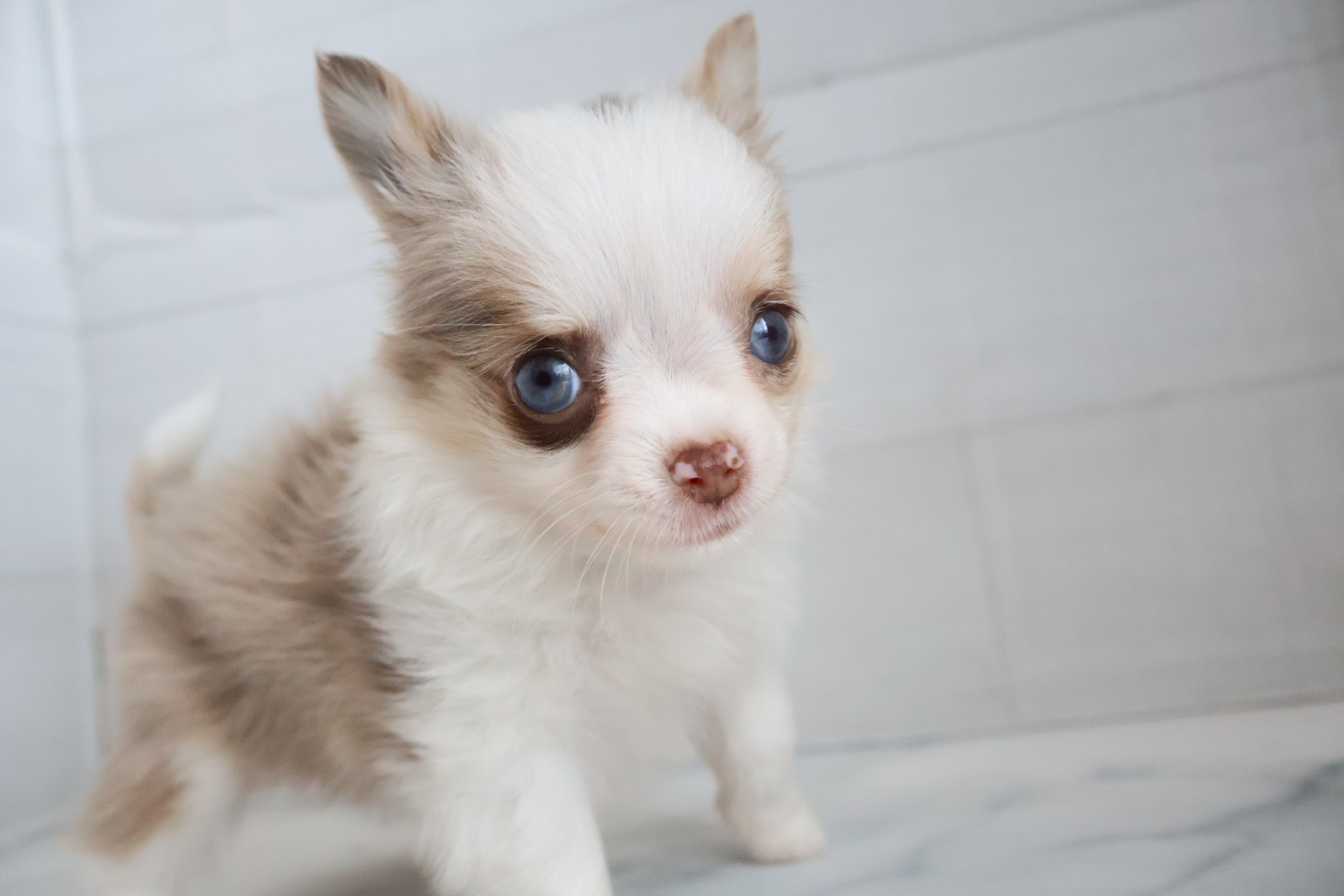 ロングコートチワワ チョコレートマールホワイトの子犬｜福岡 |ペッツメイトイオン小郡店