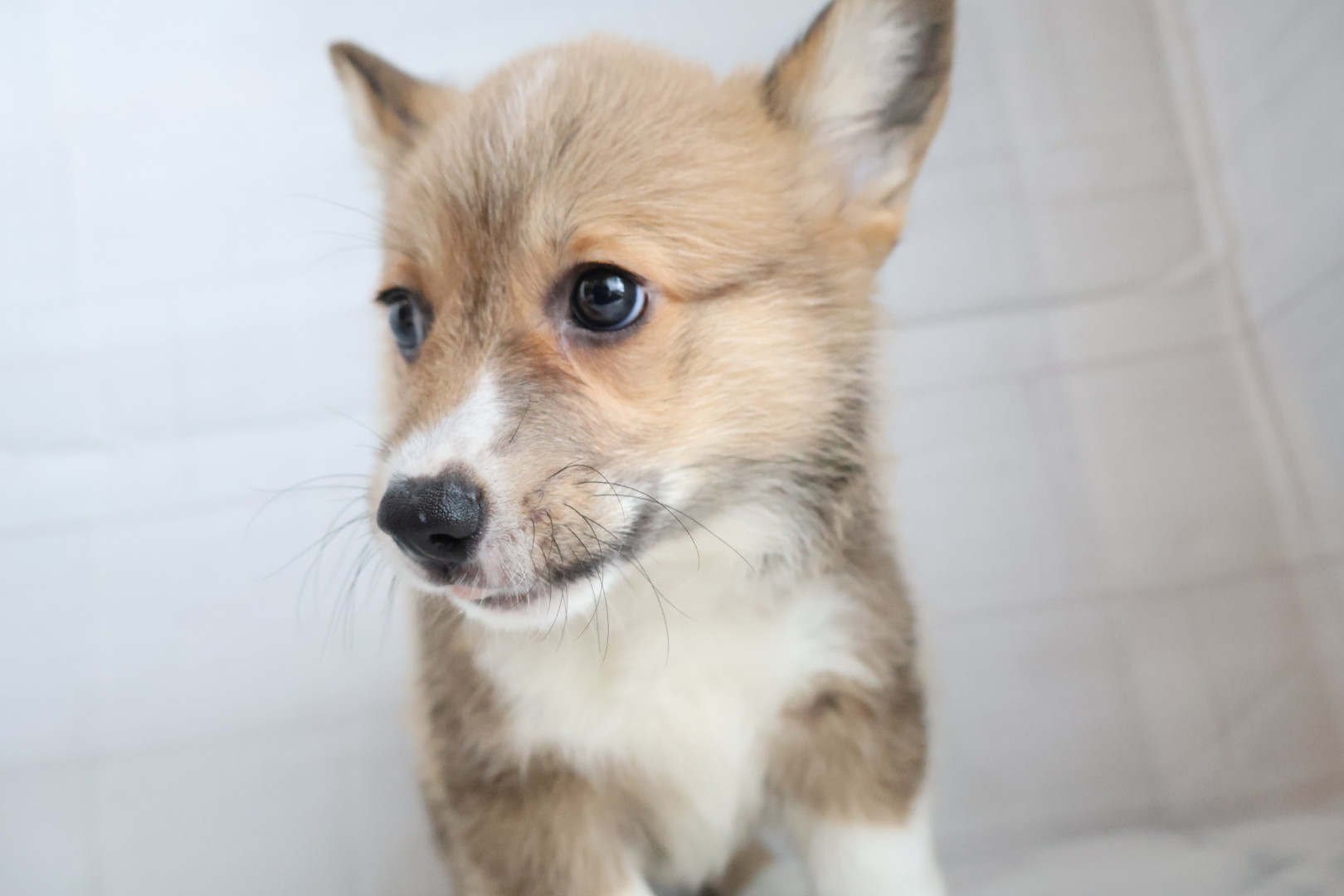 ウェルシュコーギー・ペンブローク レッドホワイトの子犬｜佐賀 | ペッツメイトモラージュ佐賀店