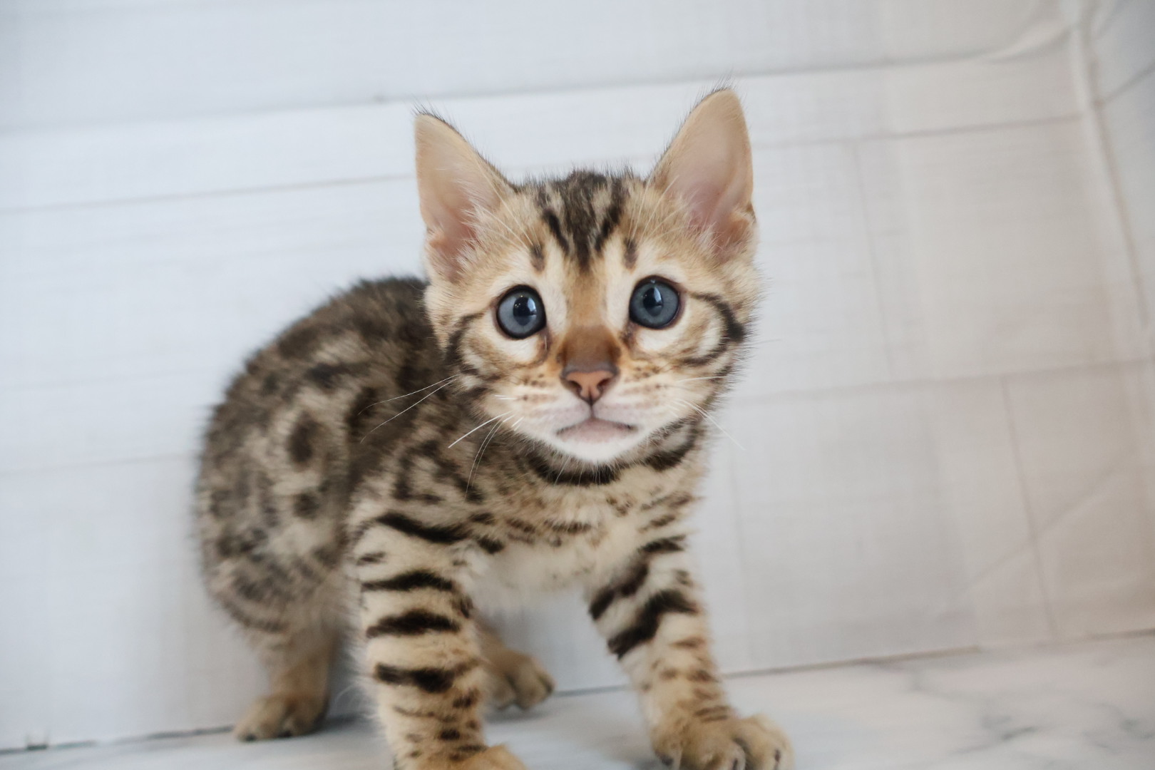 ベンガル ブラウンスポットタビーの子猫｜佐賀 |ペッツメイト佐賀店
