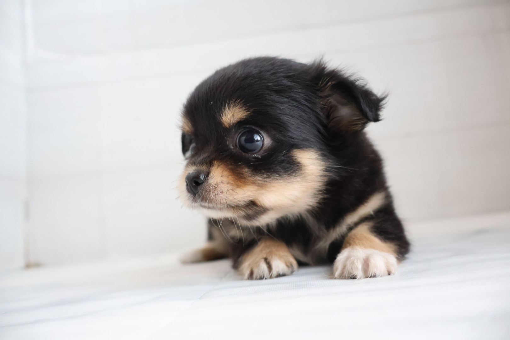 ロングコートチワワ ブラックタンホワイトの子犬｜福岡 |ペットアミ須恵店