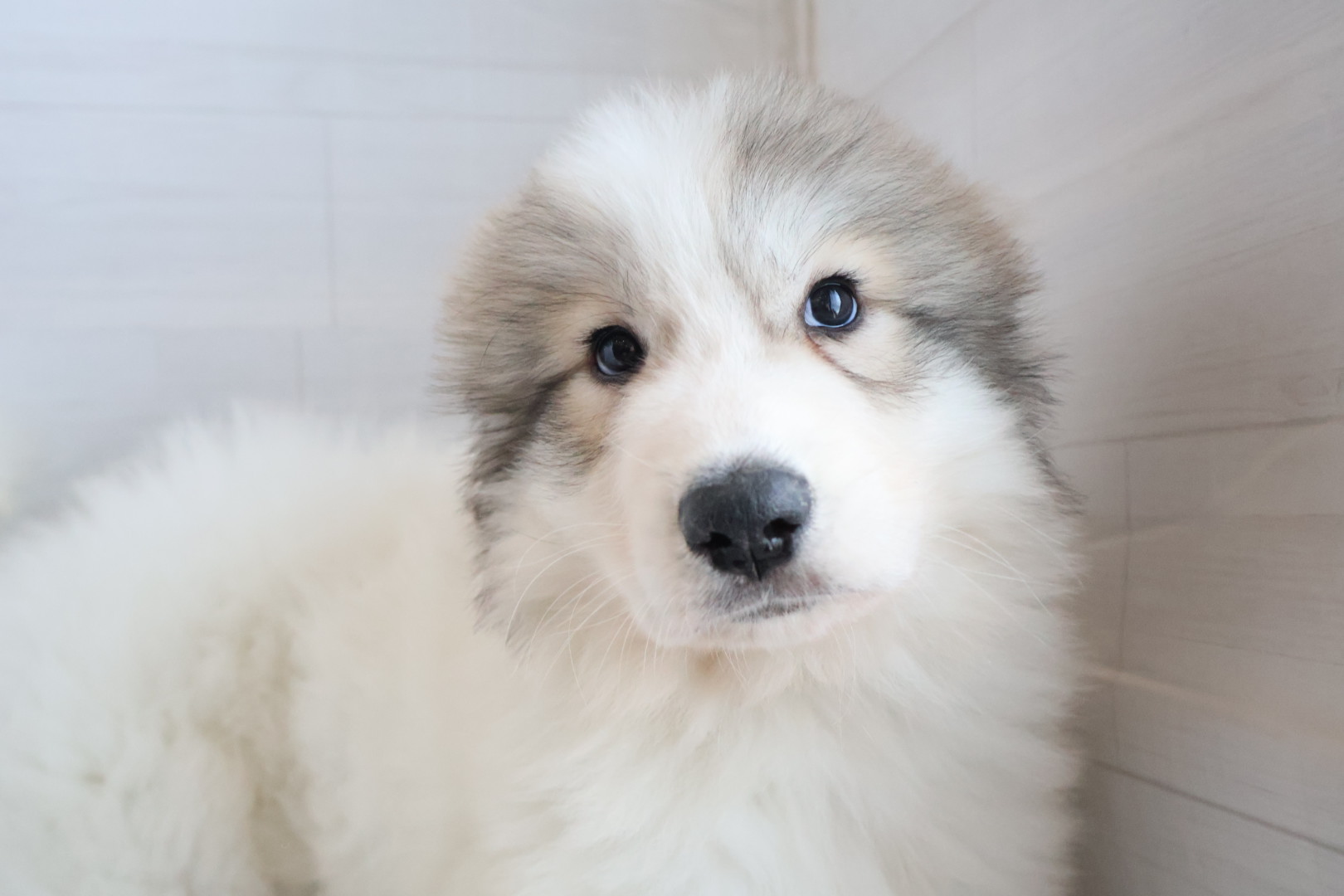 グレートピレニーズ ホワイトバッジャーマーキングの子犬｜宮崎 | ペッツメイトイオン都城店