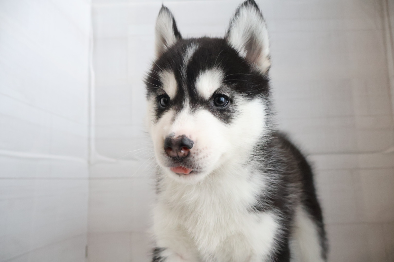 シベリアンハスキー ブラックホワイトの子犬｜佐賀 |ペッツメイト佐賀店