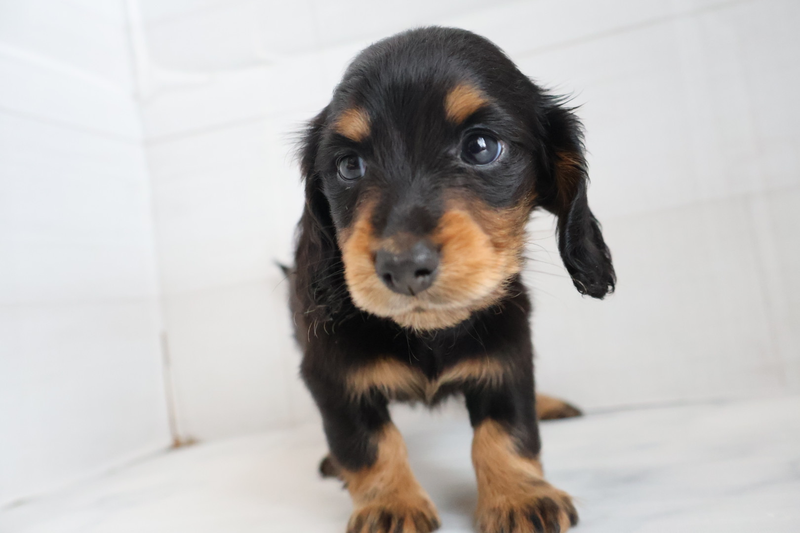 ミニチュアダックスフンド ブラックタンの子犬｜福岡 |ペッツメイトイオン小郡店