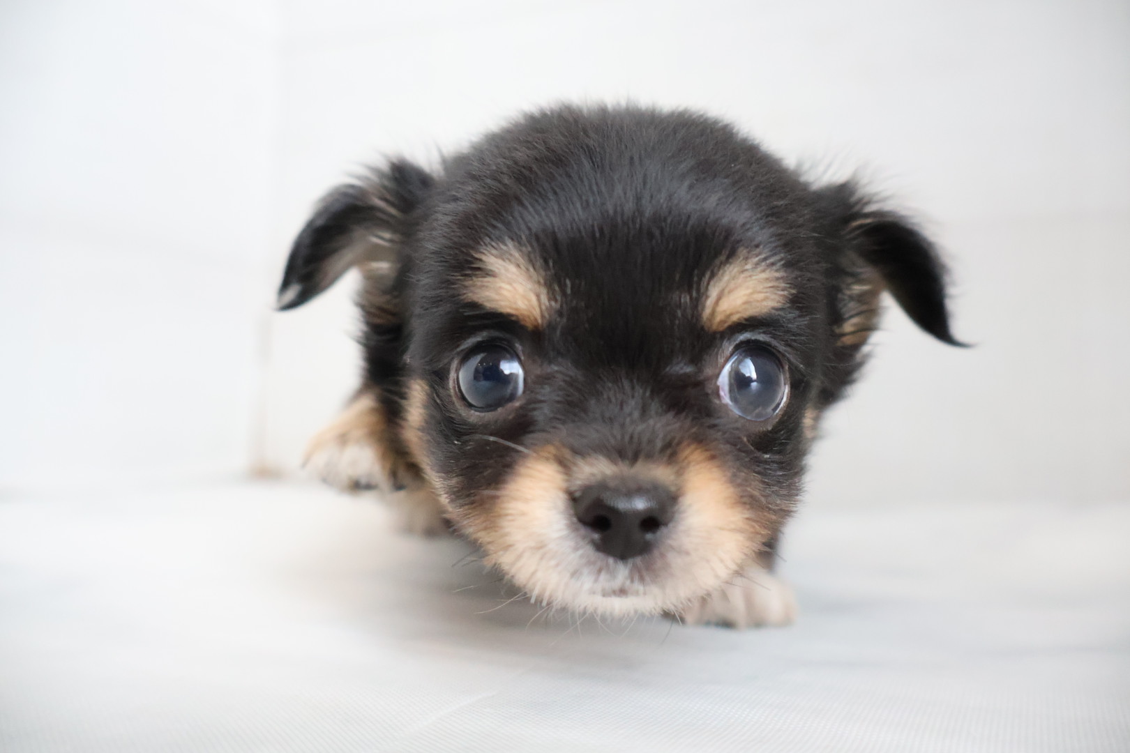 ロングコートチワワ ブラックタンホワイトの子犬｜福岡 |ペットアミ須恵店