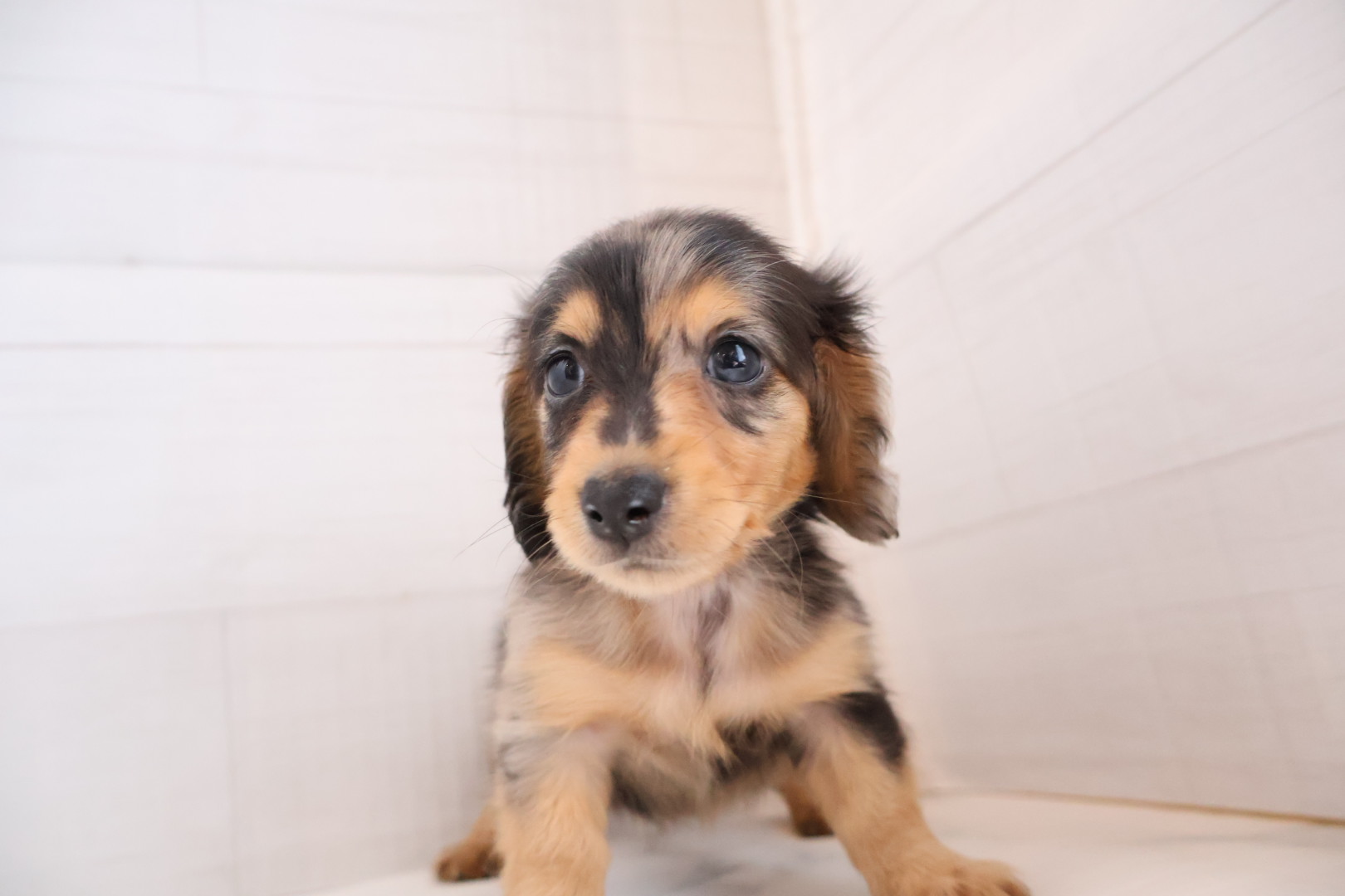 ミニチュアダックスフンド シルバーダップルの子犬｜福岡 |ペットアミ筑後店