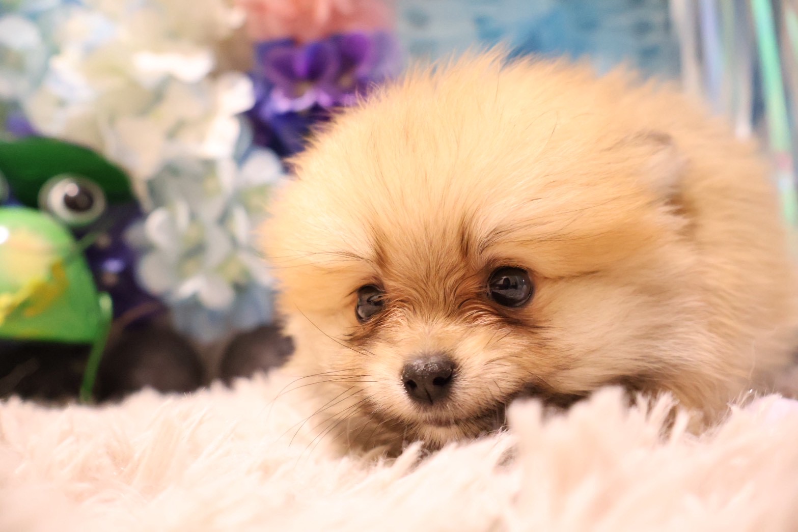 ポメラニアン オレンジの子犬｜福岡 |ペッツメイトイオン乙金店
