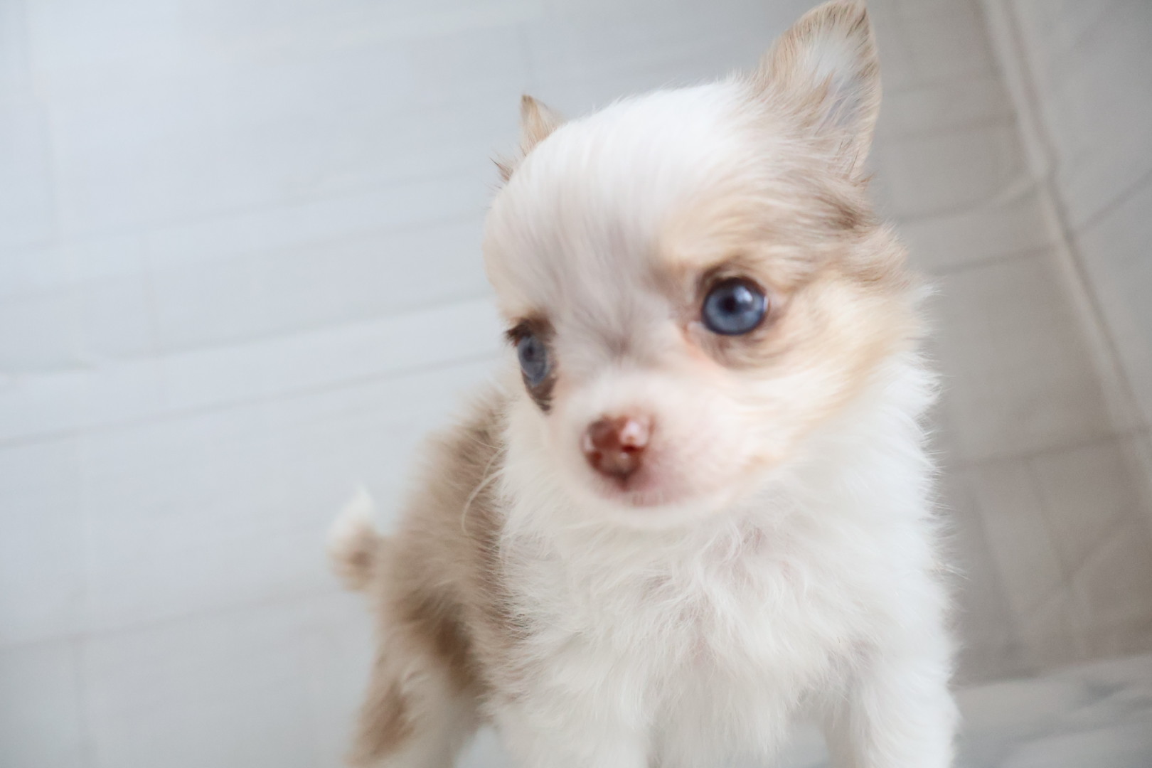 ロングコートチワワ チョコレートマールホワイトの子犬｜福岡 |ペッツメイトイオン小郡店