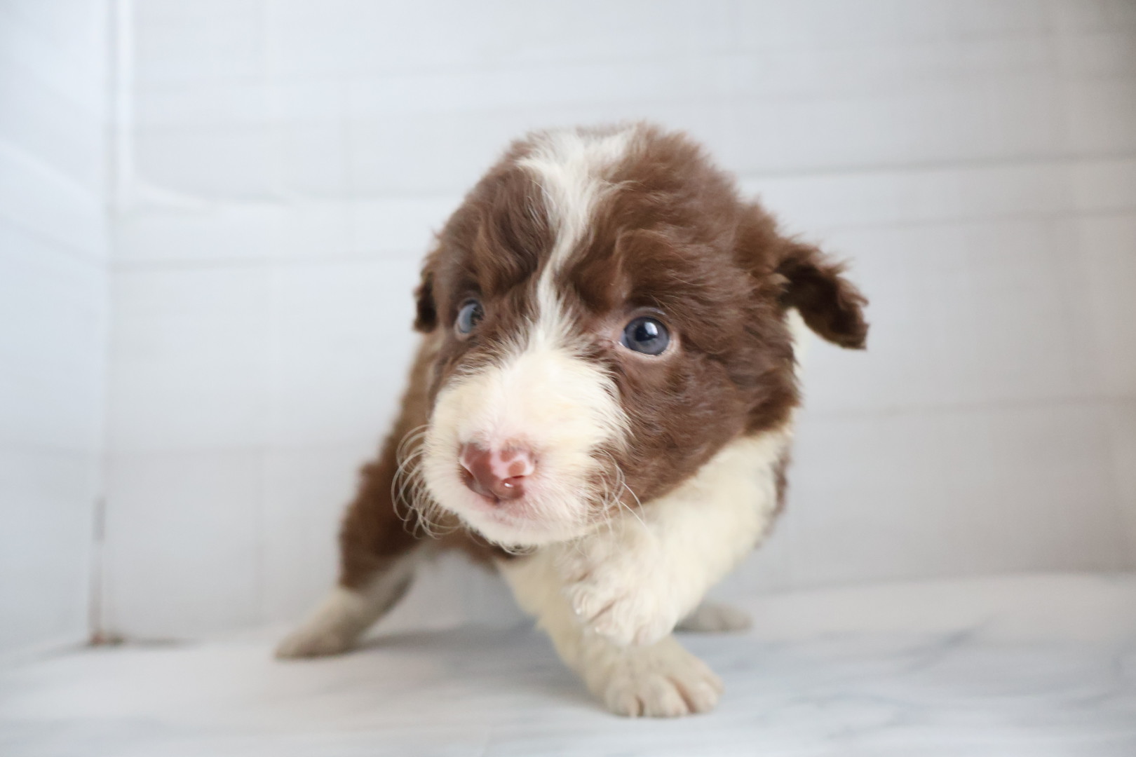ボーダーコリー チョコレートホワイトの子犬｜佐賀 |ペッツメイト佐賀店