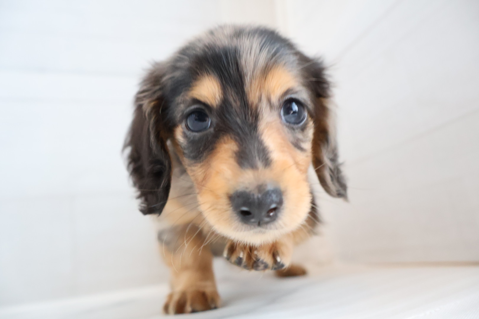 ミニチュアダックスフンド シルバーダップルの子犬｜福岡 |ペットアミ筑後店