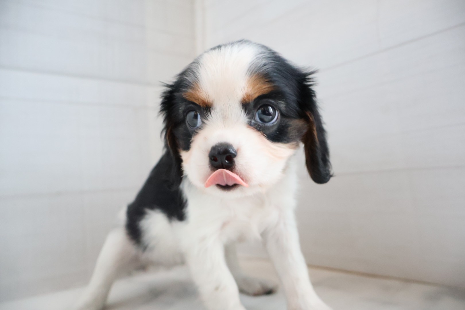 キャバリア・キングチャールズ・スパニエル トライカラーの子犬｜福岡 |ペッツメイトイオン小郡店