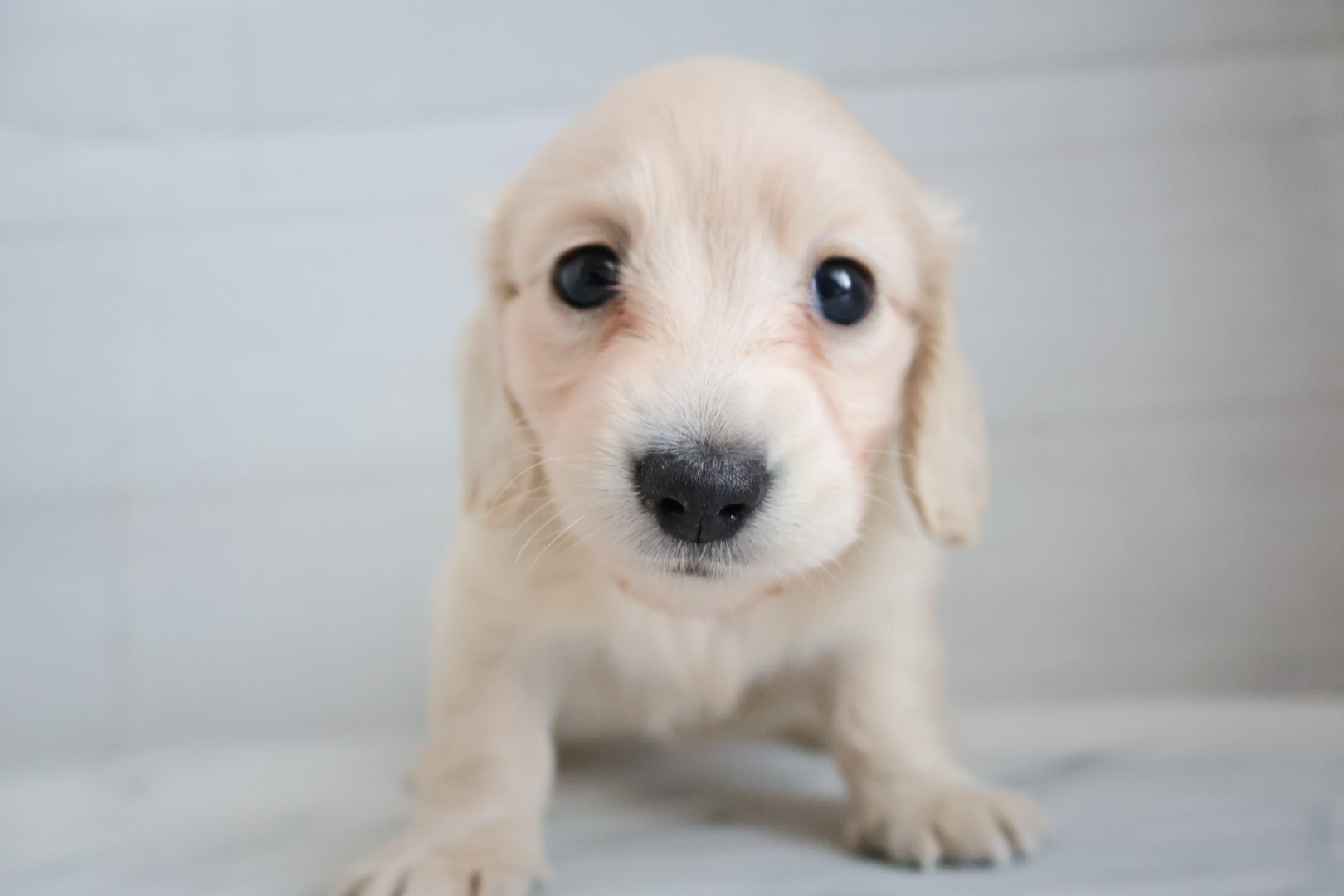 ミニチュアダックスフンド イエローの子犬｜宮崎 | ペッツメイト宮交シティ店