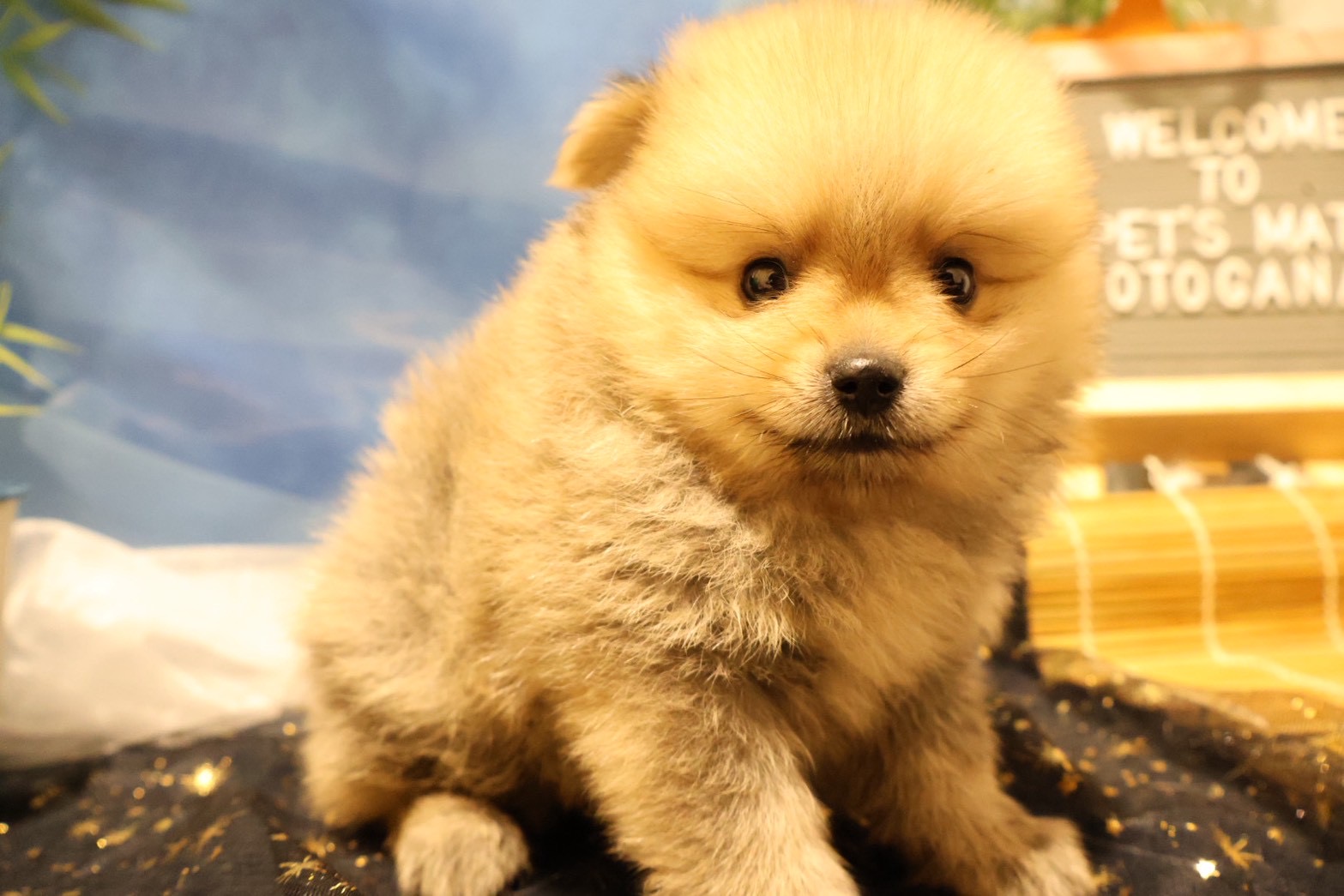 ポメラニアン ウルフセーブルの子犬｜宮崎 | ペッツメイト宮交シティ店