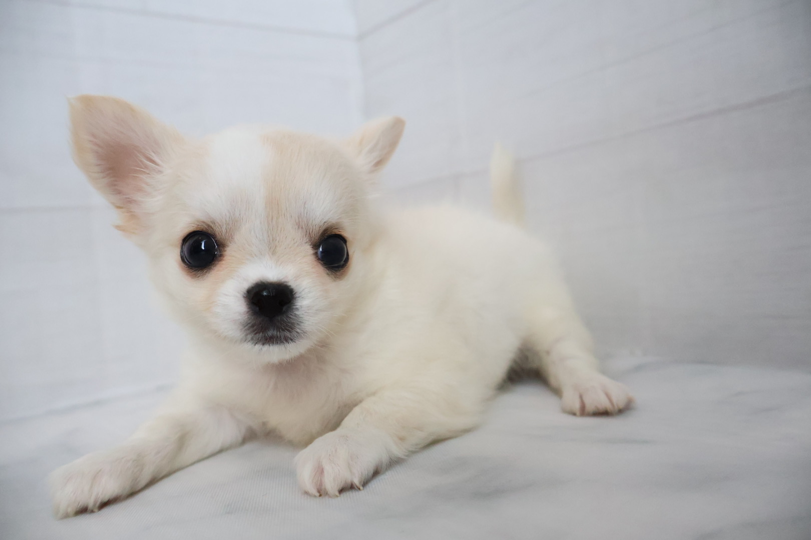 ロングコートチワワ クリームホワイトの子犬｜佐賀 |ペッツメイト佐賀店