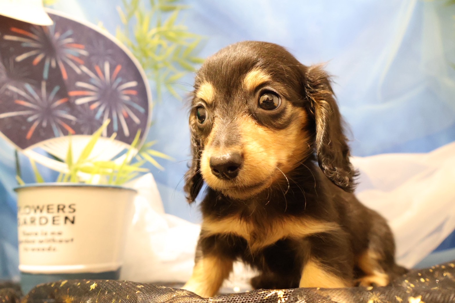 ミニチュアダックスフンド ブラックタンの子犬｜佐賀 |ペッツメイト佐賀店