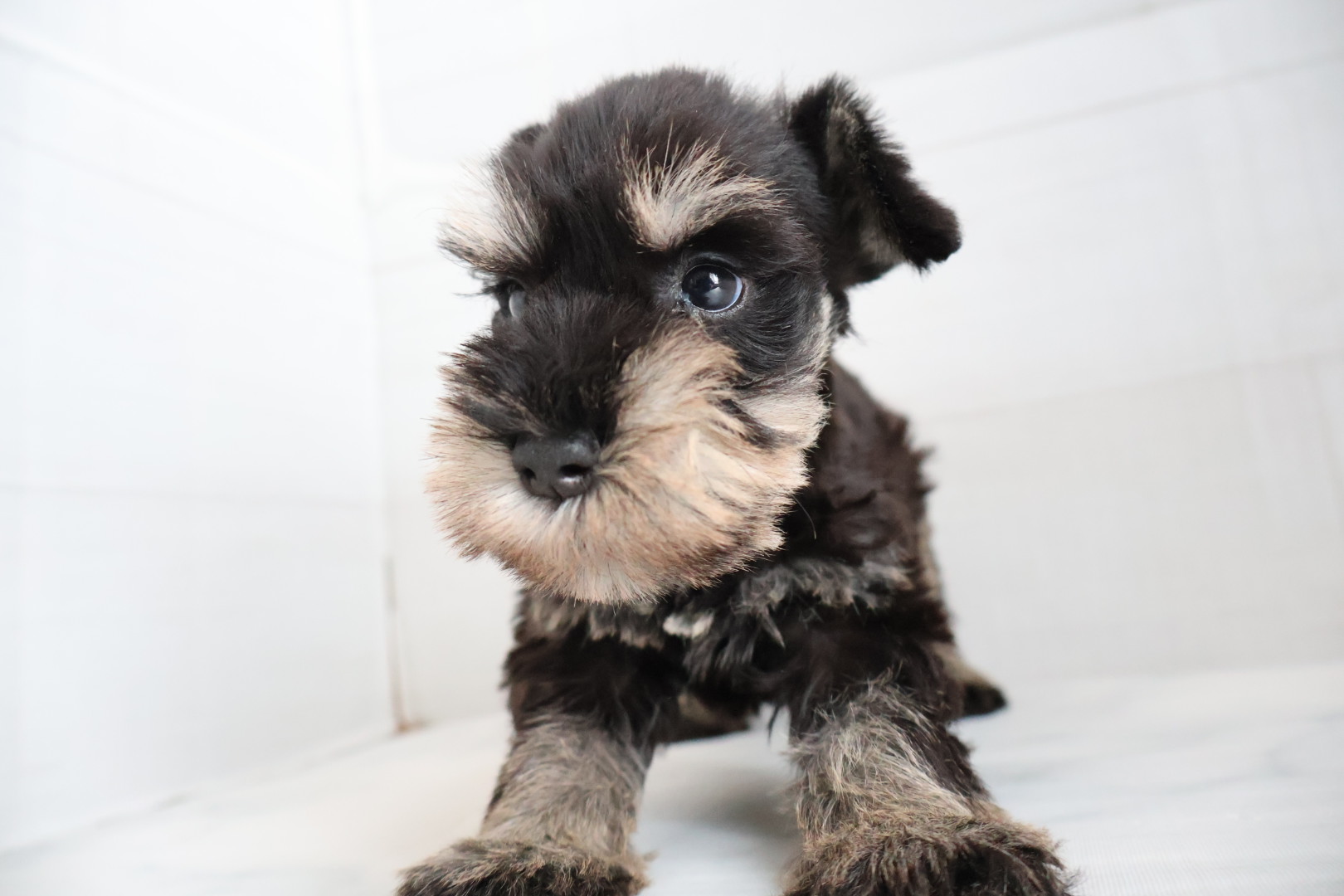 ミニチュアシュナウザー ブラックシルバーの子犬｜佐賀 |ペッツメイト佐賀店