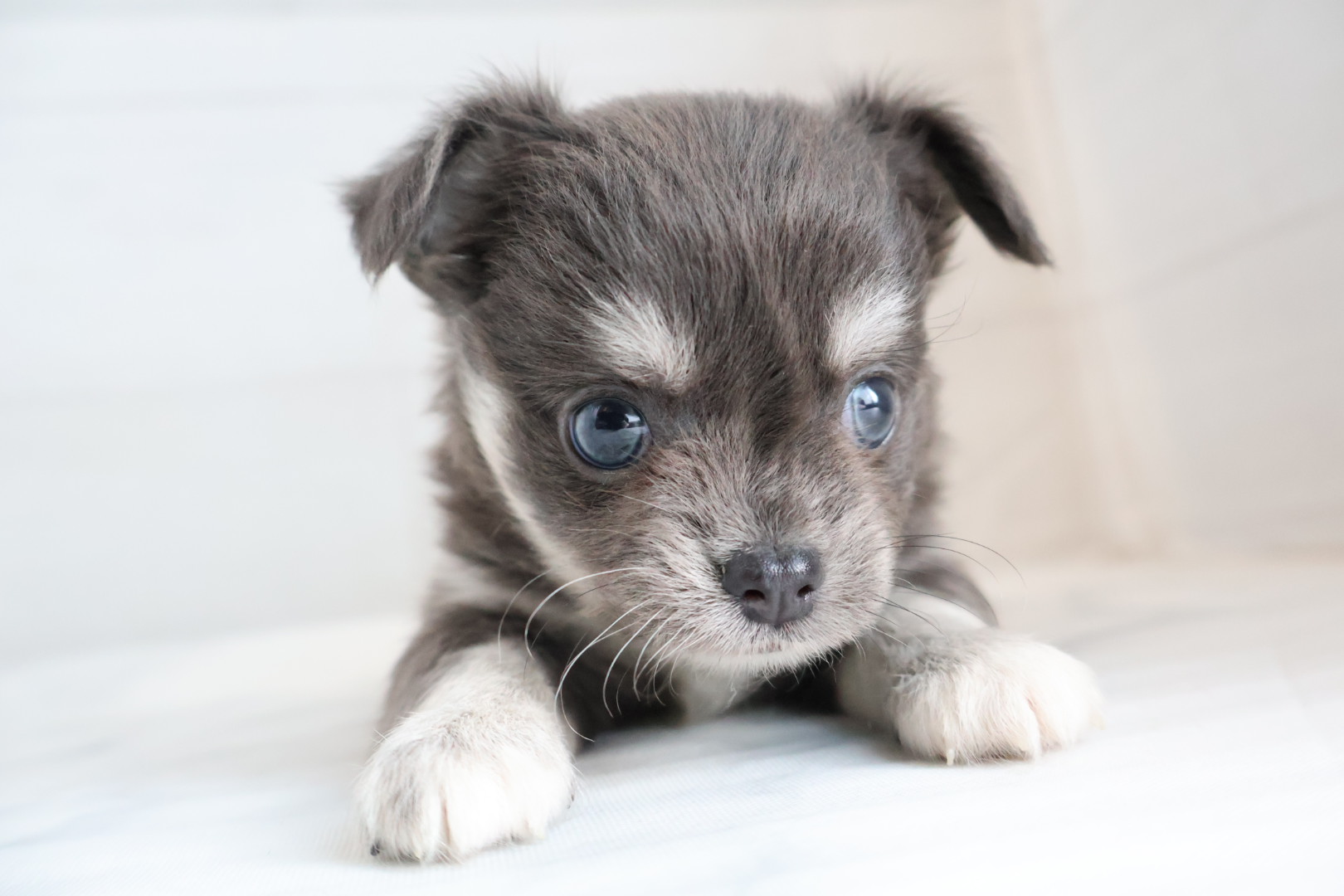 ロングコートチワワ ブルータンホワイトの子犬｜福岡 |ペッツメイトイオン小郡店