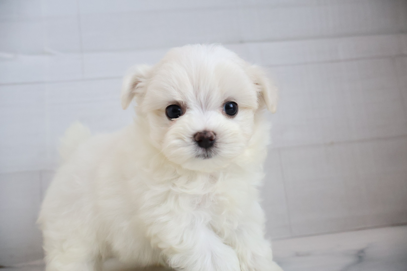 マルチーズ ホワイトの子犬｜佐賀 | ペッツメイトモラージュ佐賀店