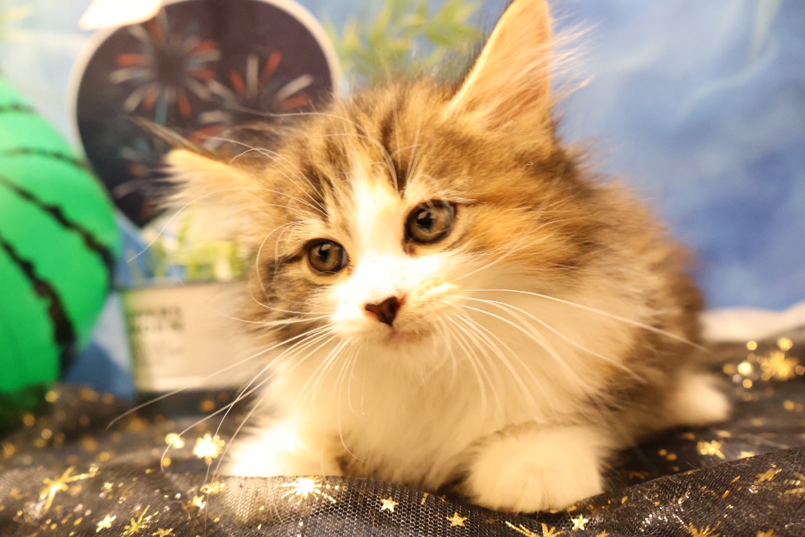 ノルウェージャンフォレストキャット キャリコの子猫｜福岡 |ペッツメイトイオン乙金店