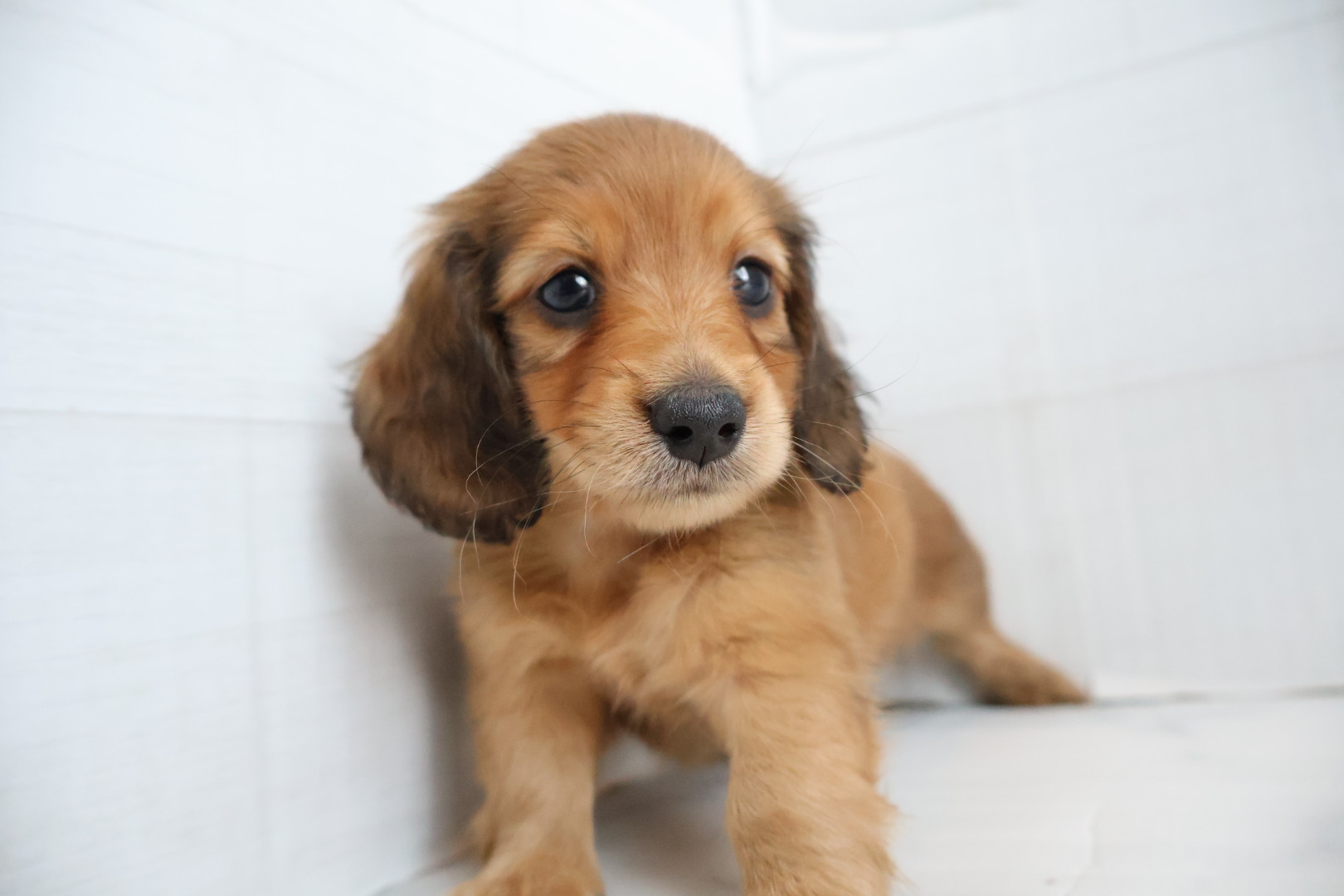 ミニチュアダックスフンド レッドの子犬｜福岡 |ペッツメイトイオン乙金店