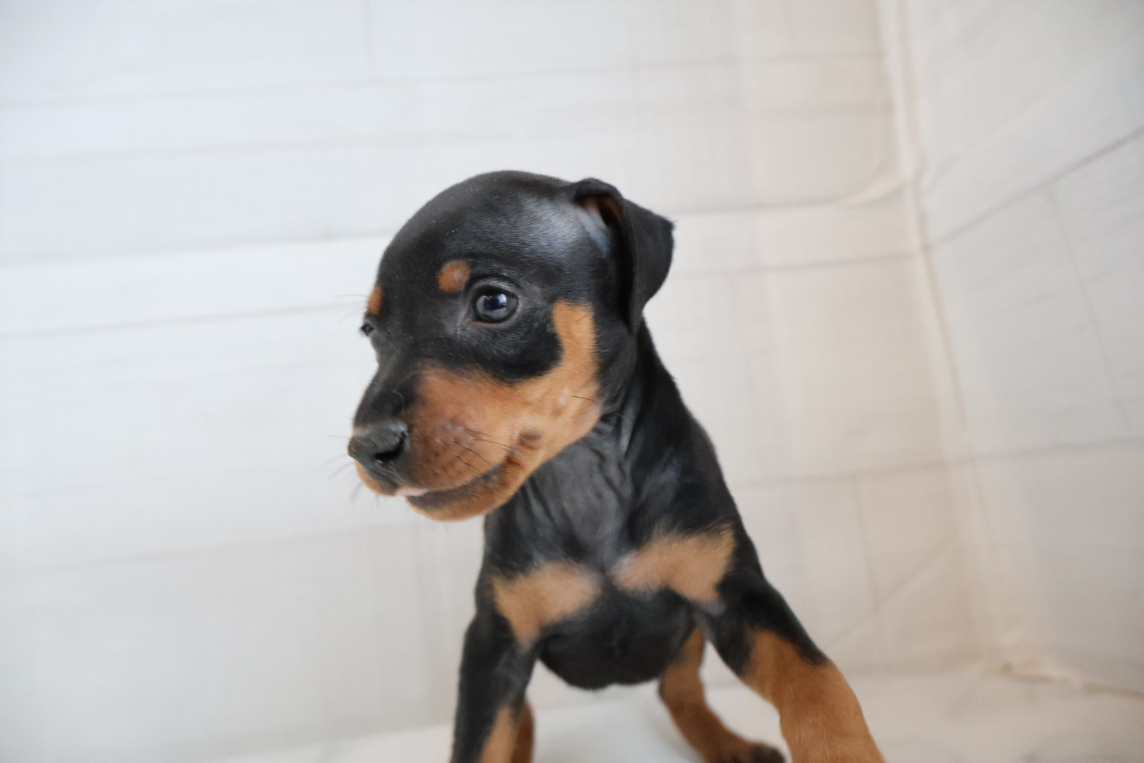 ミニチュアピンシャー ブラックタンの子犬｜宮崎 | ペッツメイトイオン都城店