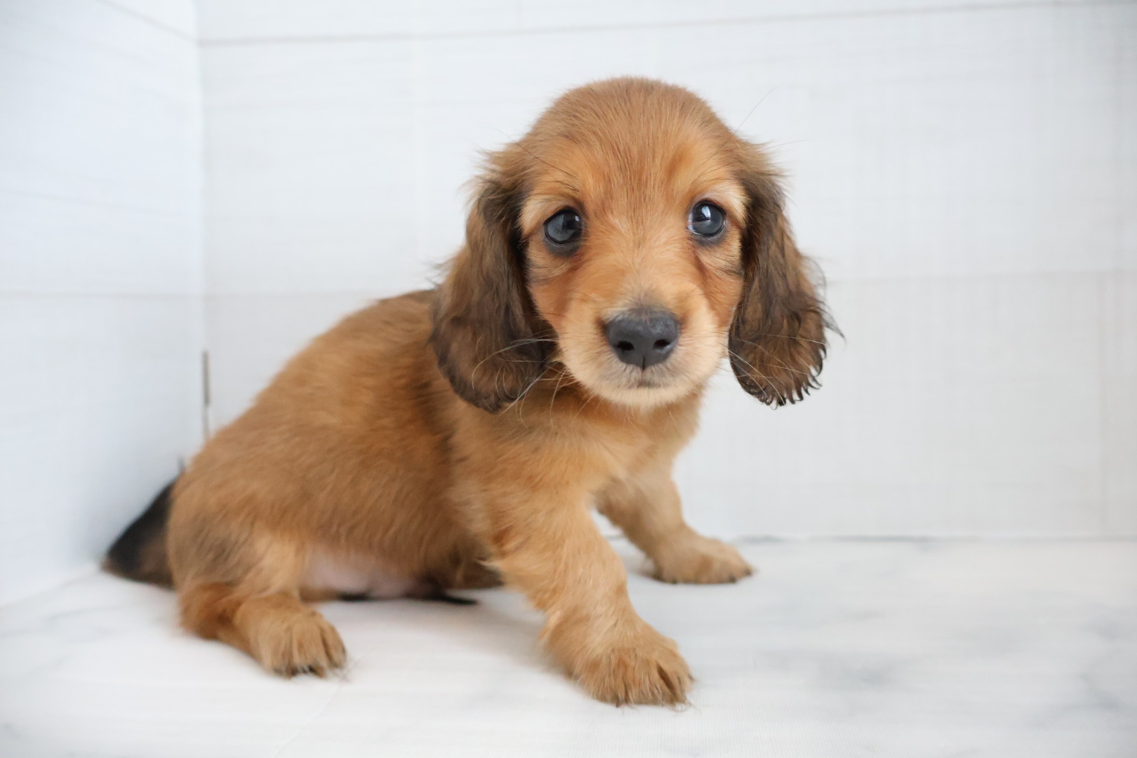ミニチュアダックスフンド レッドの子犬｜福岡 |ペッツメイトイオン乙金店