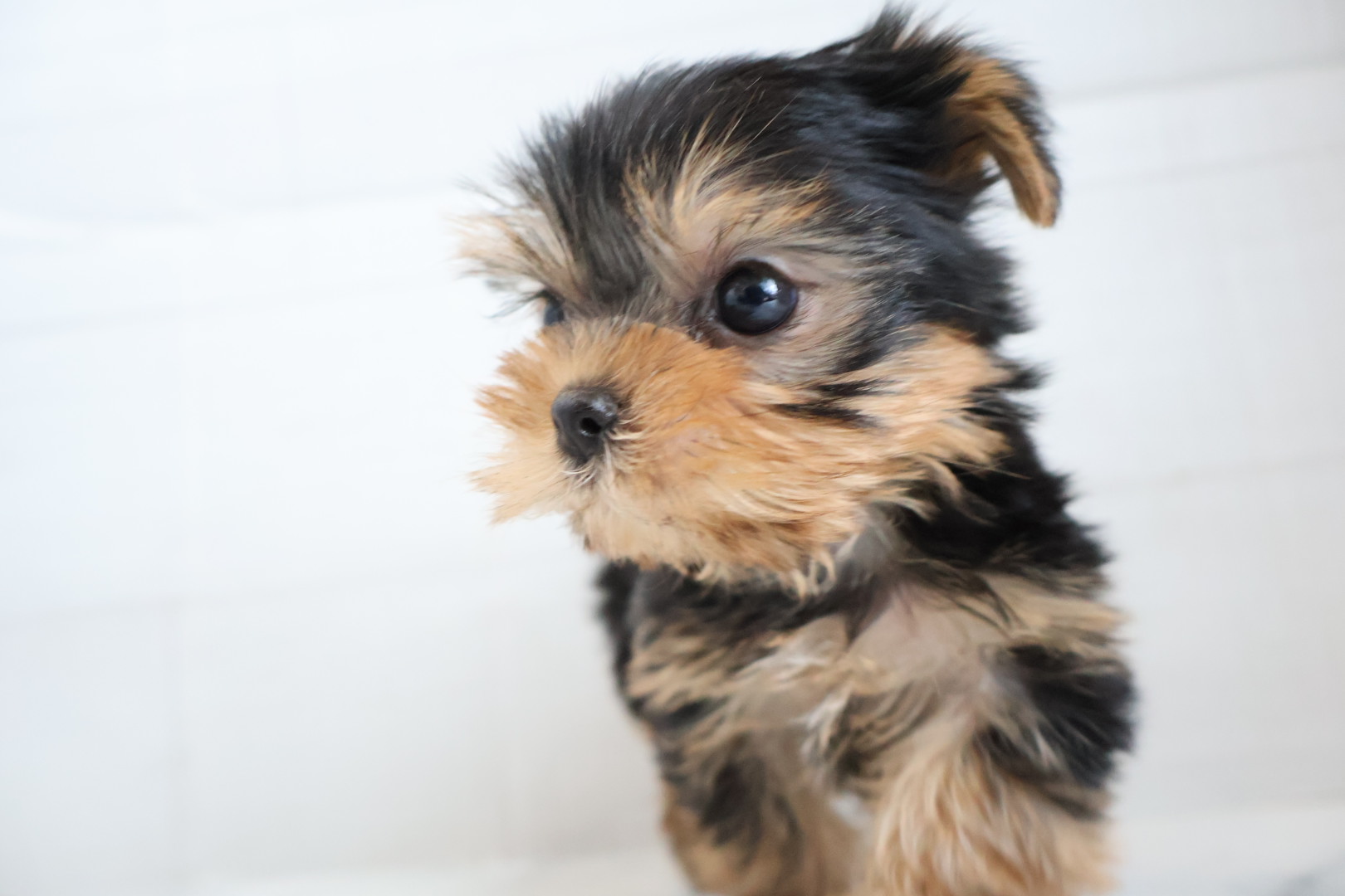 ヨークシャーテリア スチールブルータンの子犬｜福岡 |ペットアミ須恵店