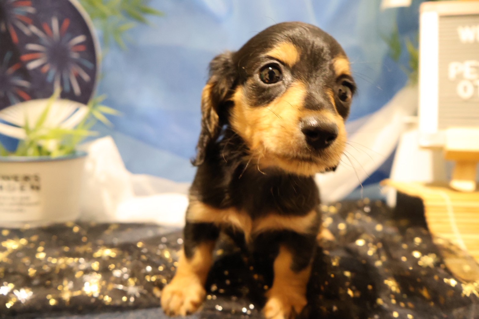 ミニチュアダックスフンド ブラックタンの子犬｜福岡 |ペットアミ須恵店