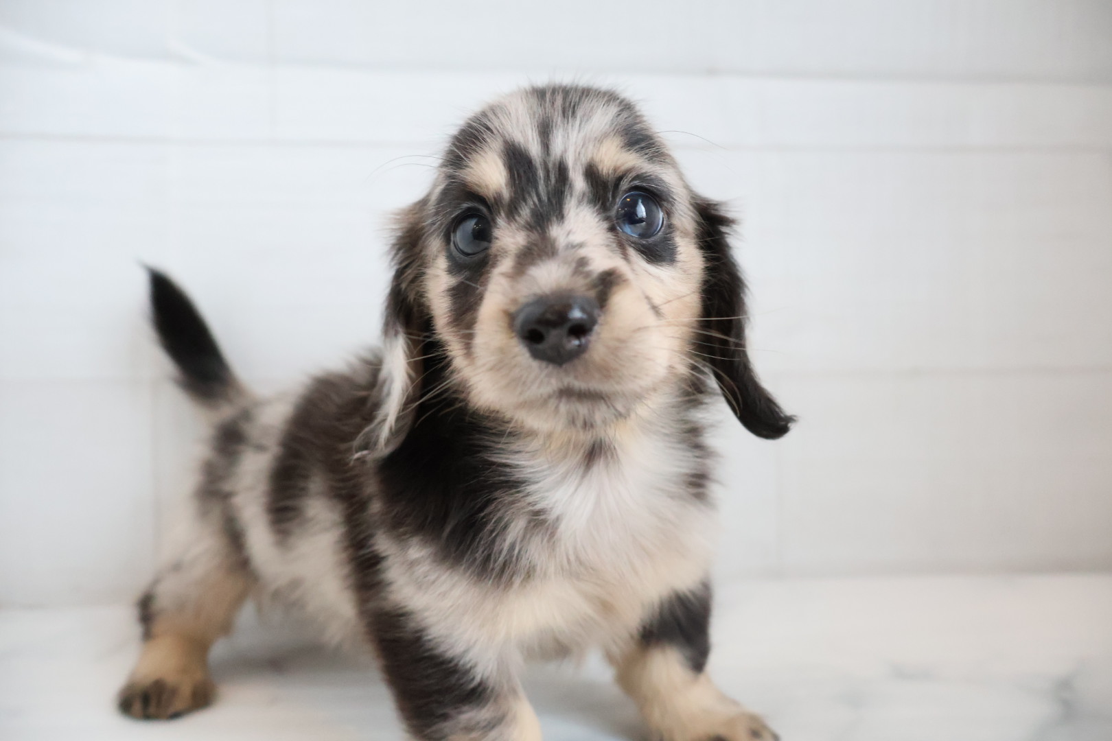ミニチュアダックスフンド シルバーイエローダップルの子犬｜福岡 |ペットアミ須恵店
