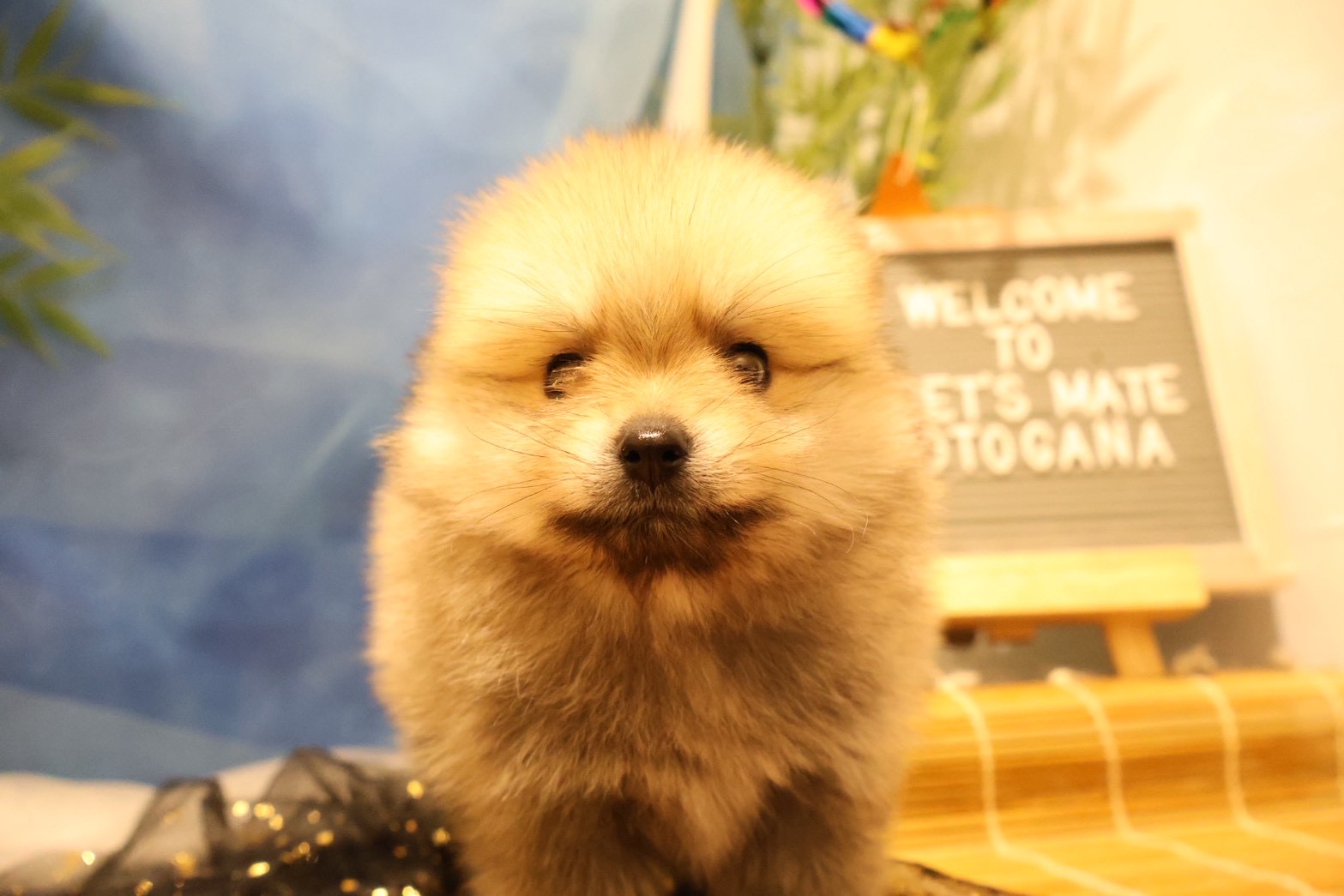 ポメラニアン ウルフセーブルの子犬｜宮崎 | ペッツメイト宮交シティ店