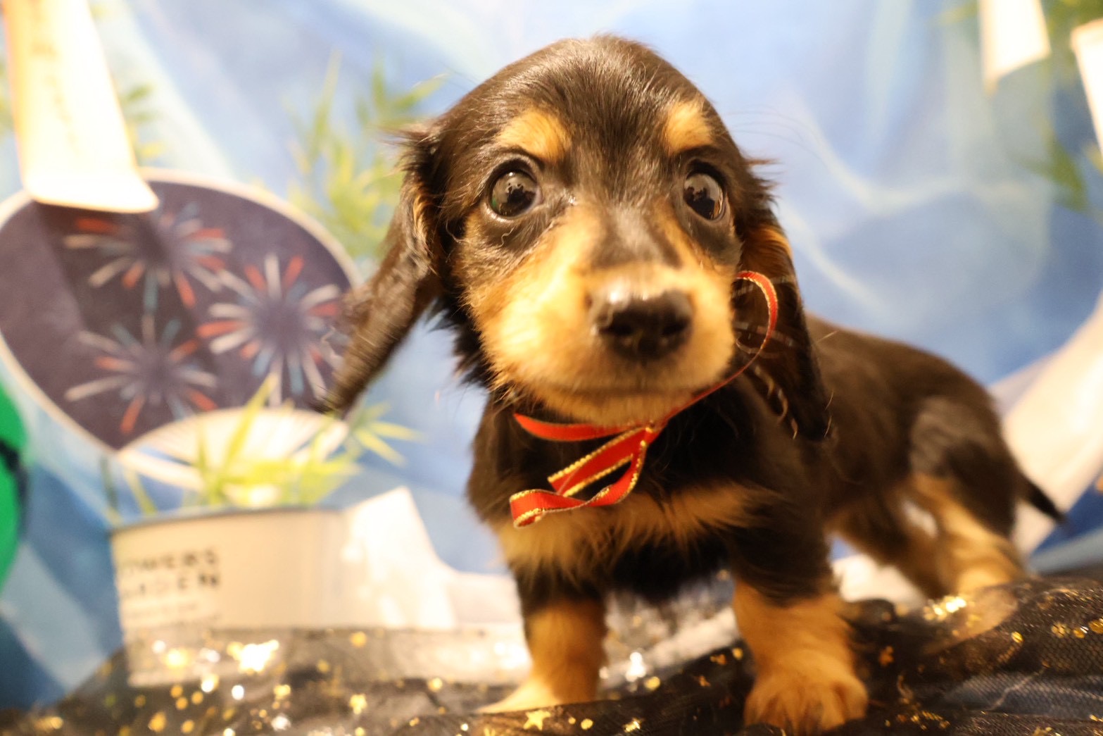 ミニチュアダックスフンド ブラックタンの子犬｜福岡 | ペッツメイト天神大名店
