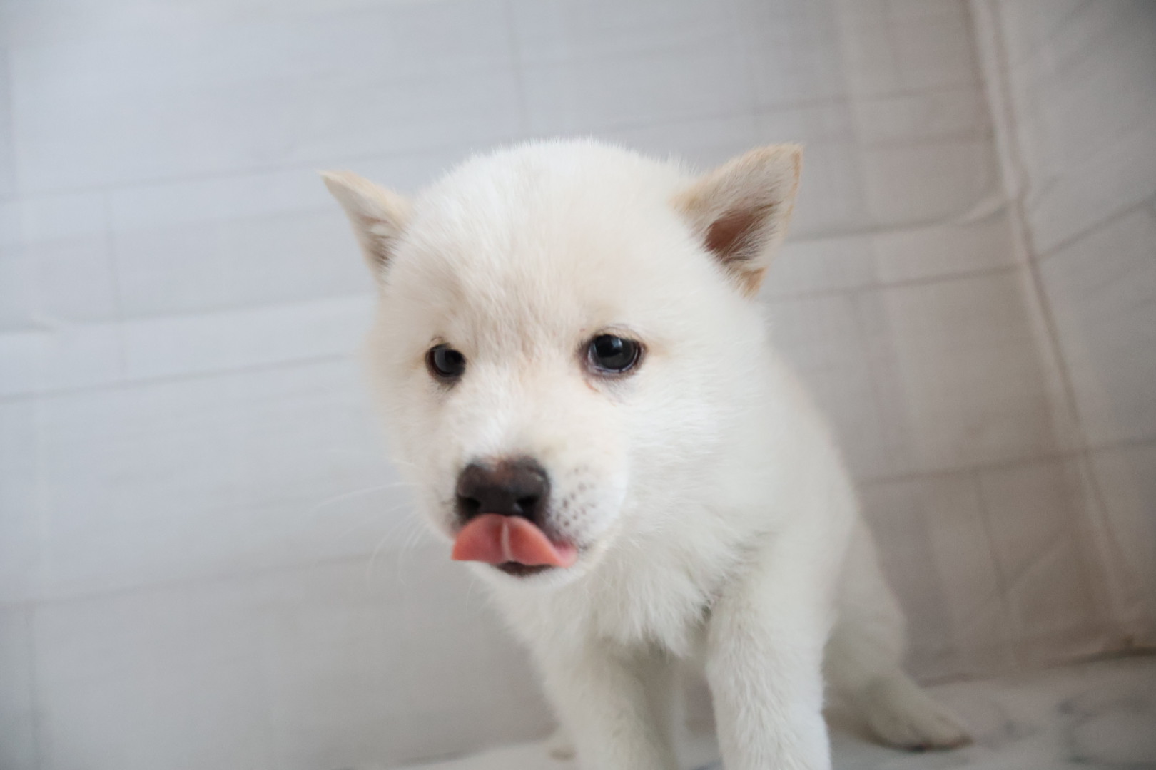 豆柴 白の子犬｜佐賀 | ペッツメイトモラージュ佐賀店