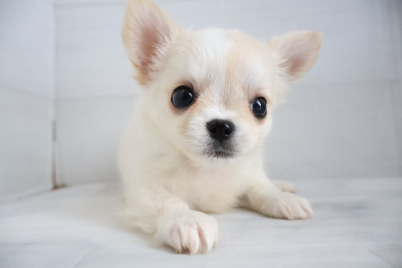 ロングコートチワワ クリームホワイトの子犬｜佐賀 |ペッツメイト佐賀店